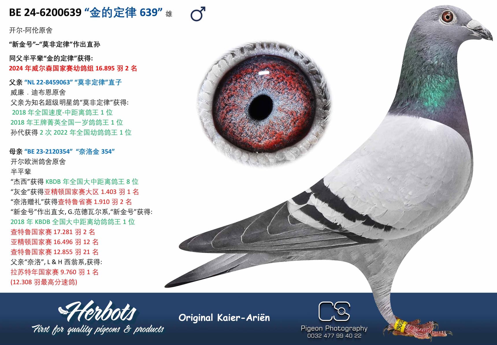 pigeon: undefined