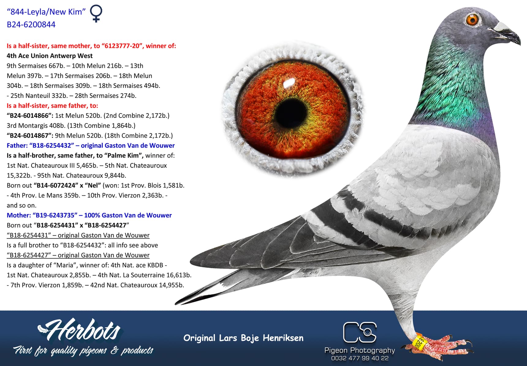 pigeon: undefined