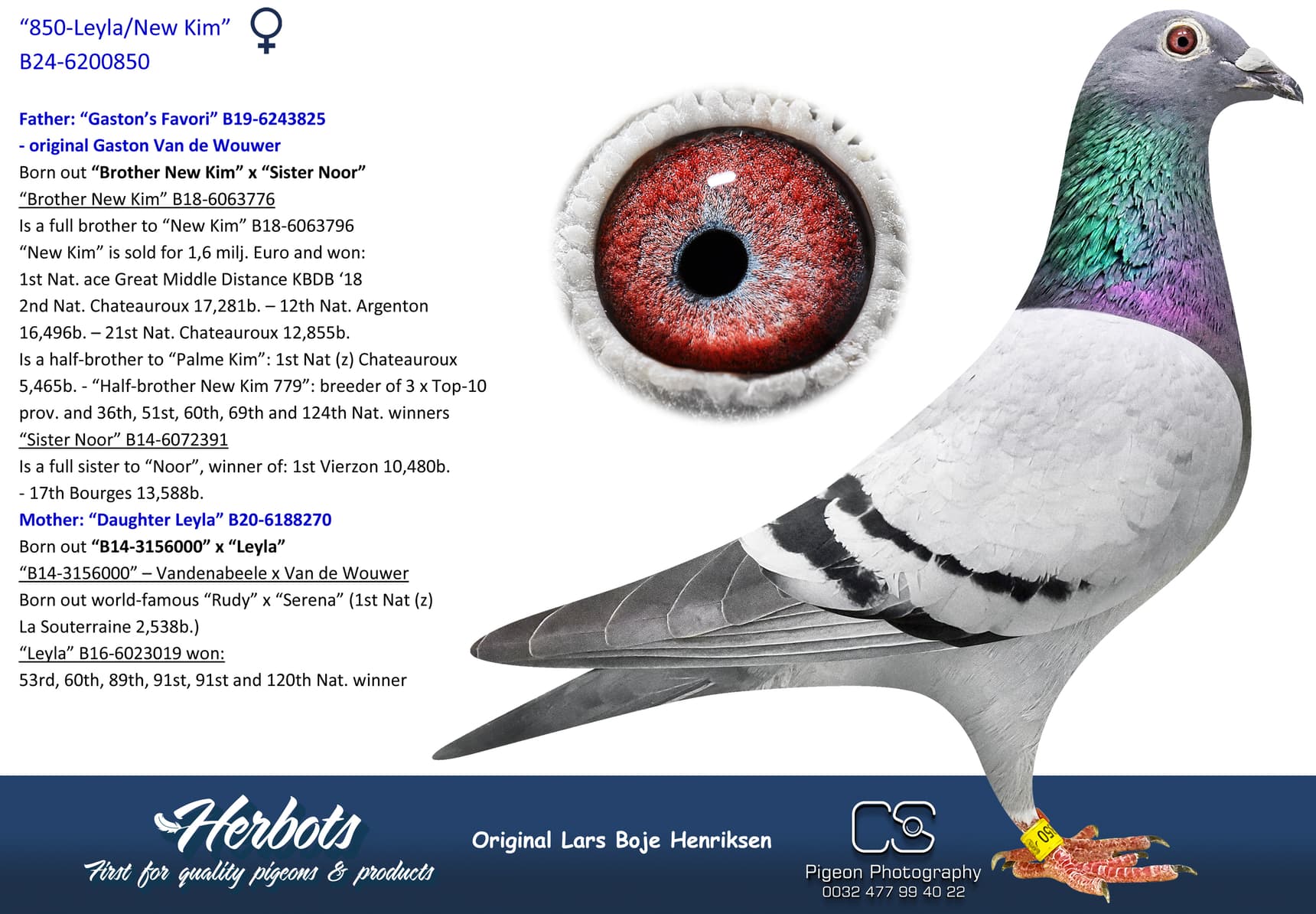 pigeon: undefined
