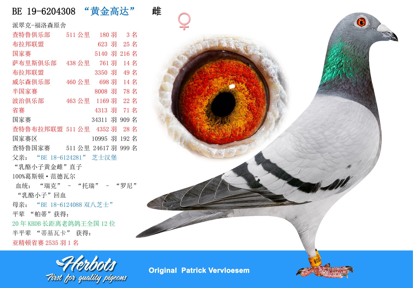 pigeon: undefined