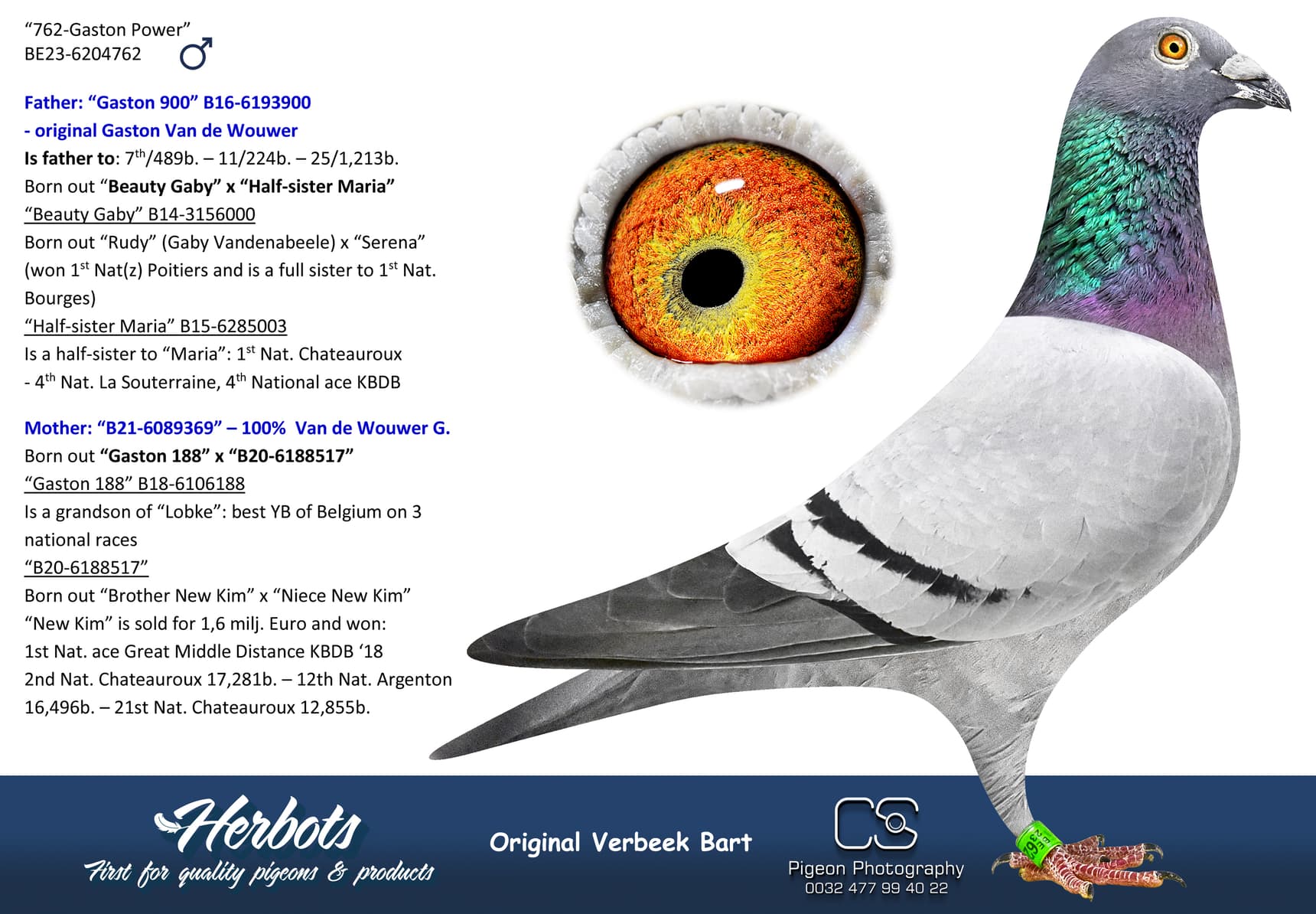 pigeon: undefined