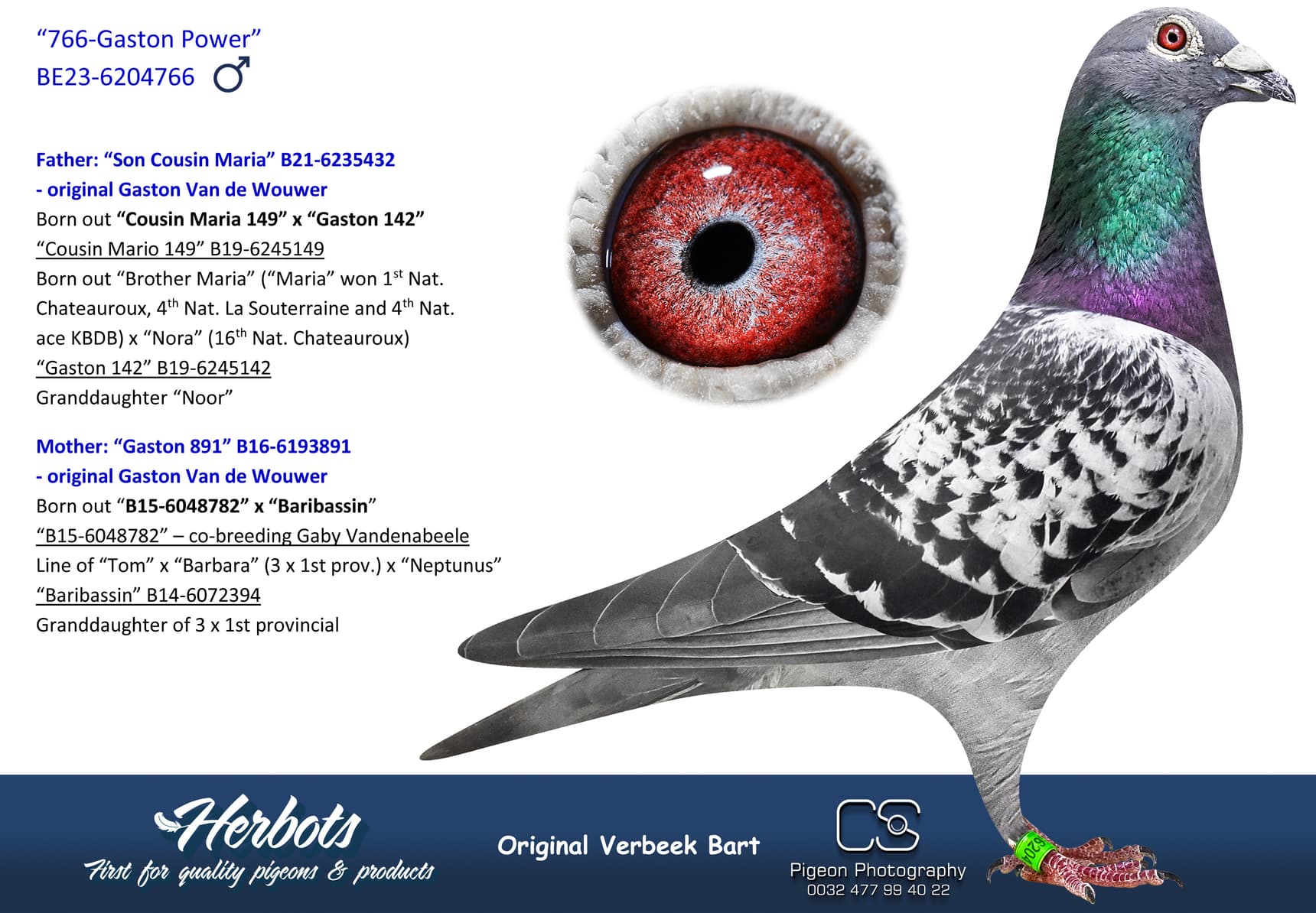 pigeon: undefined