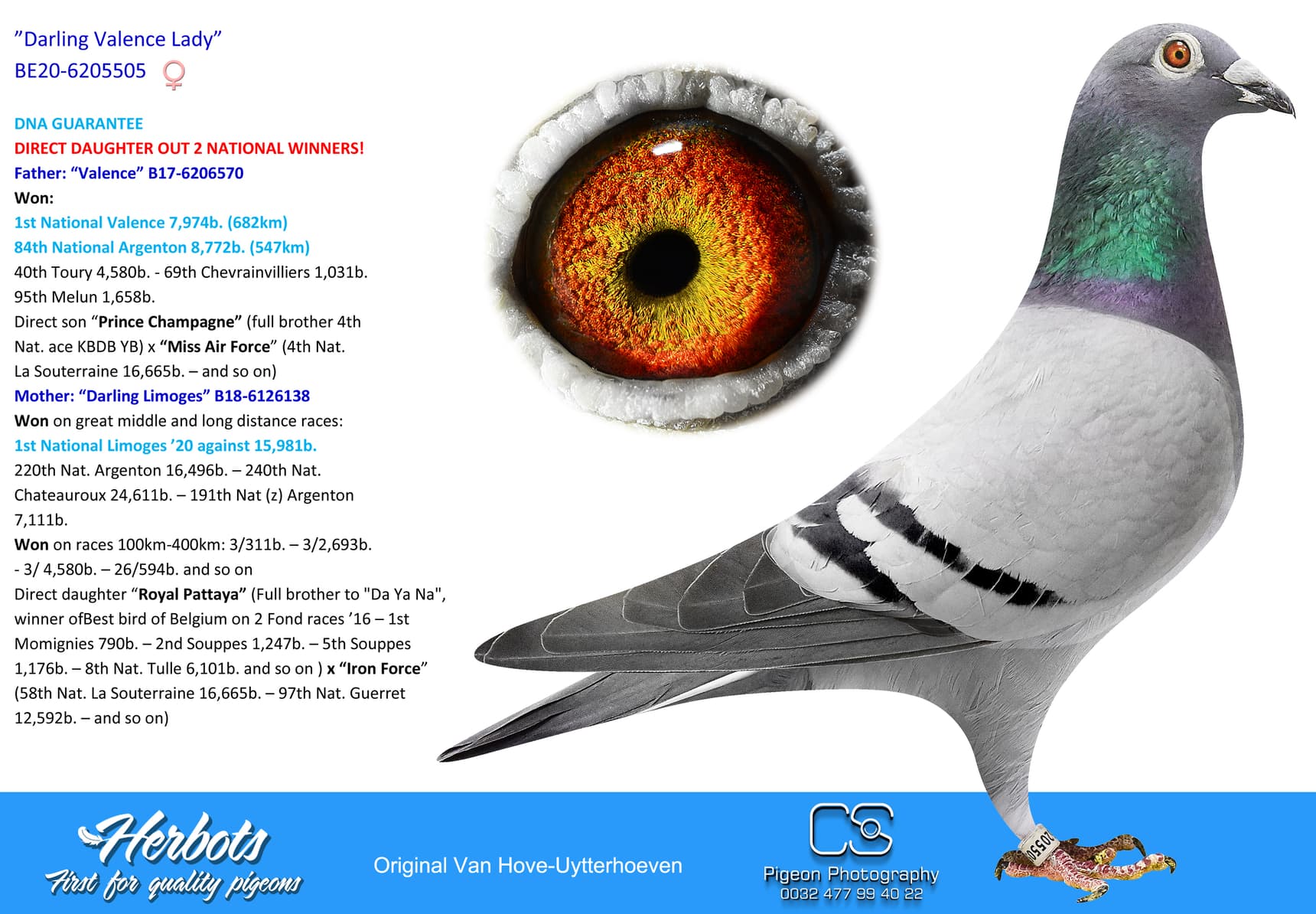 pigeon: undefined