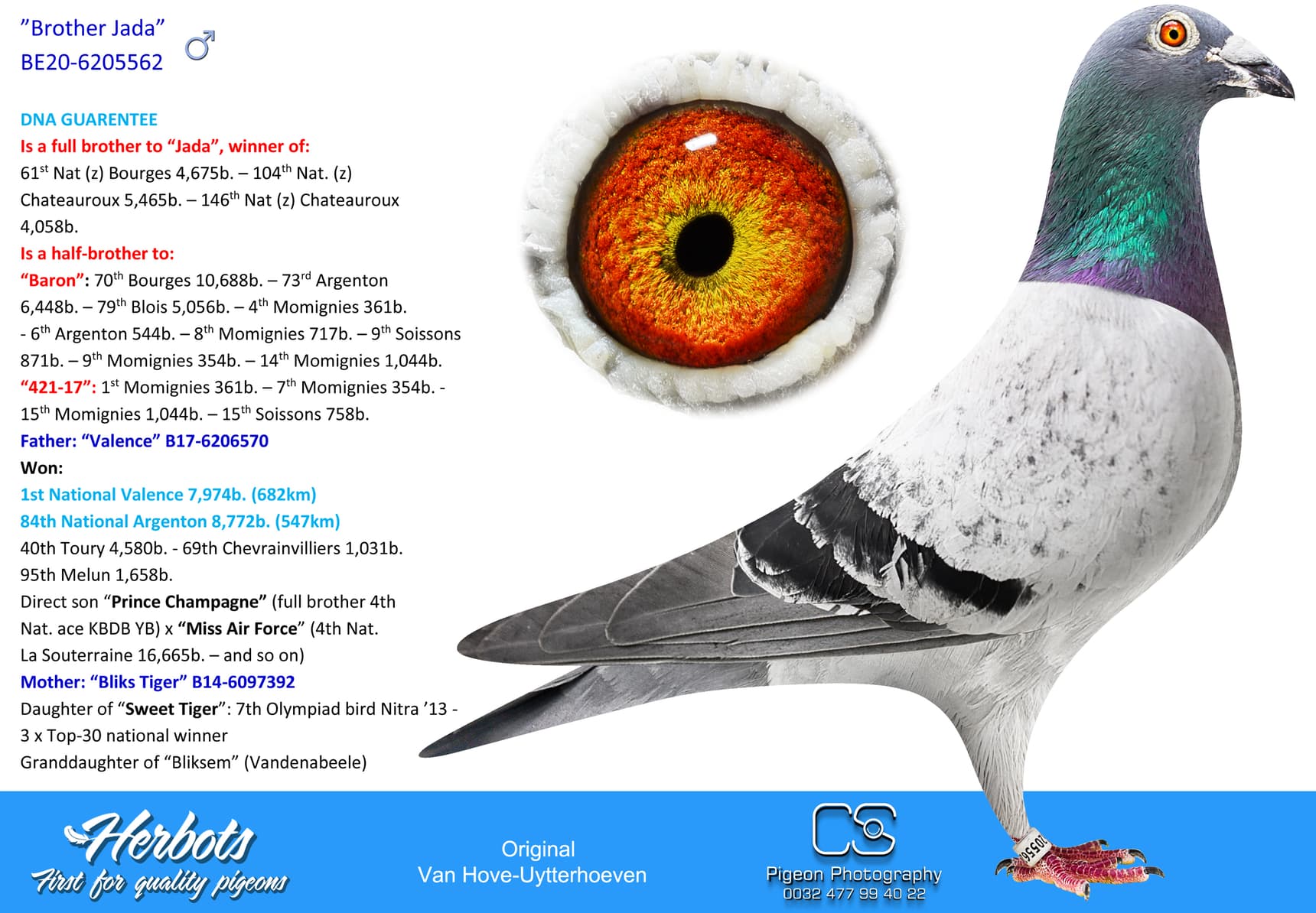 pigeon: undefined