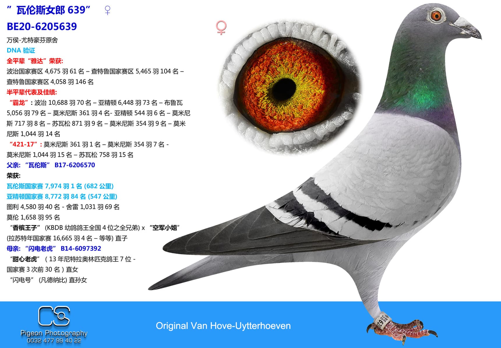 pigeon: undefined