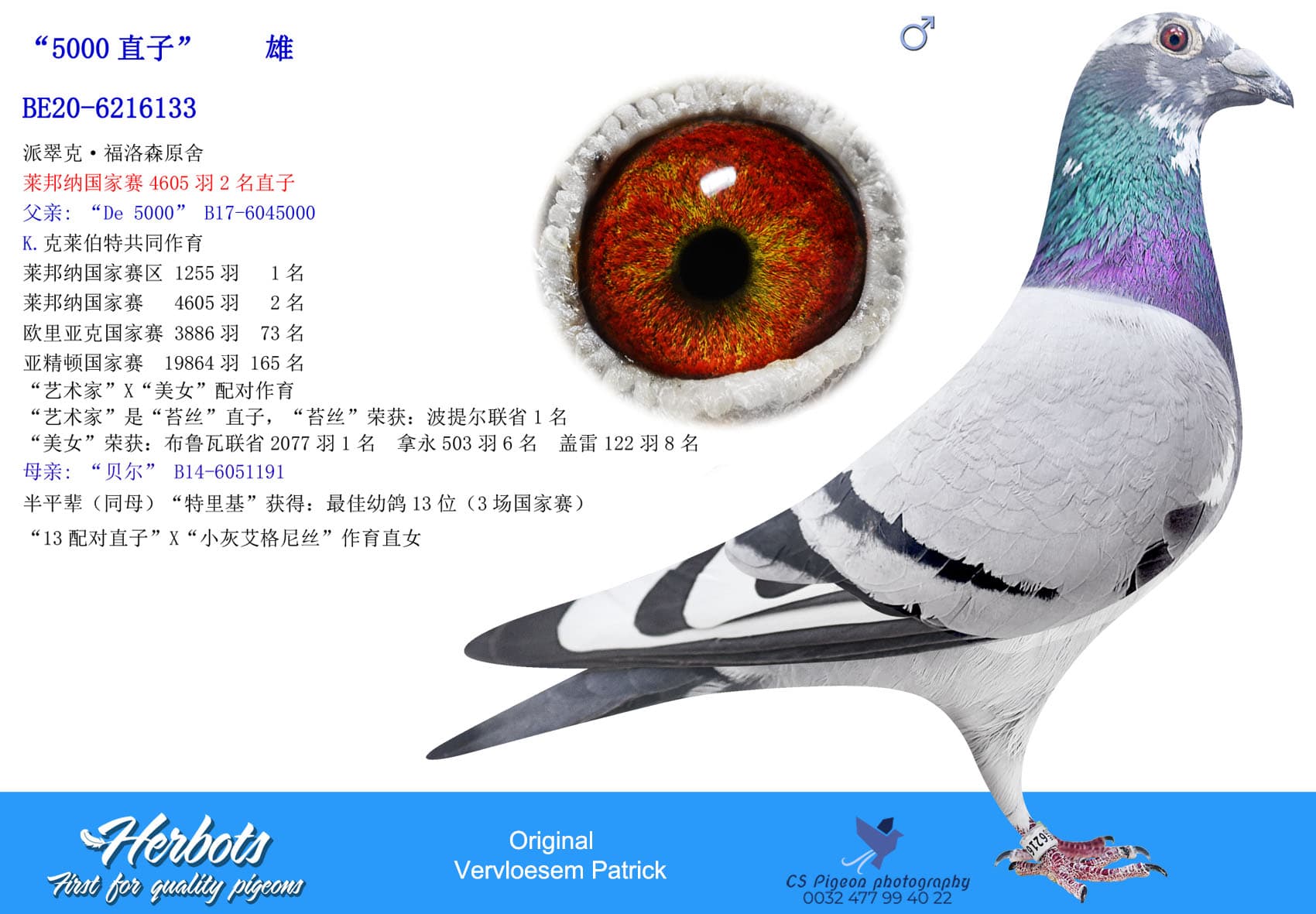 pigeon: undefined