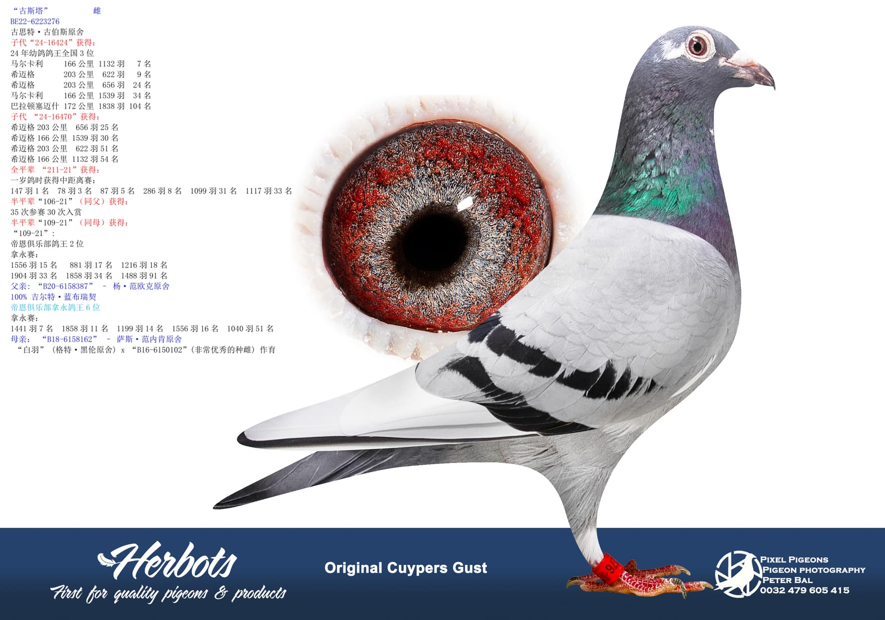 pigeon: undefined
