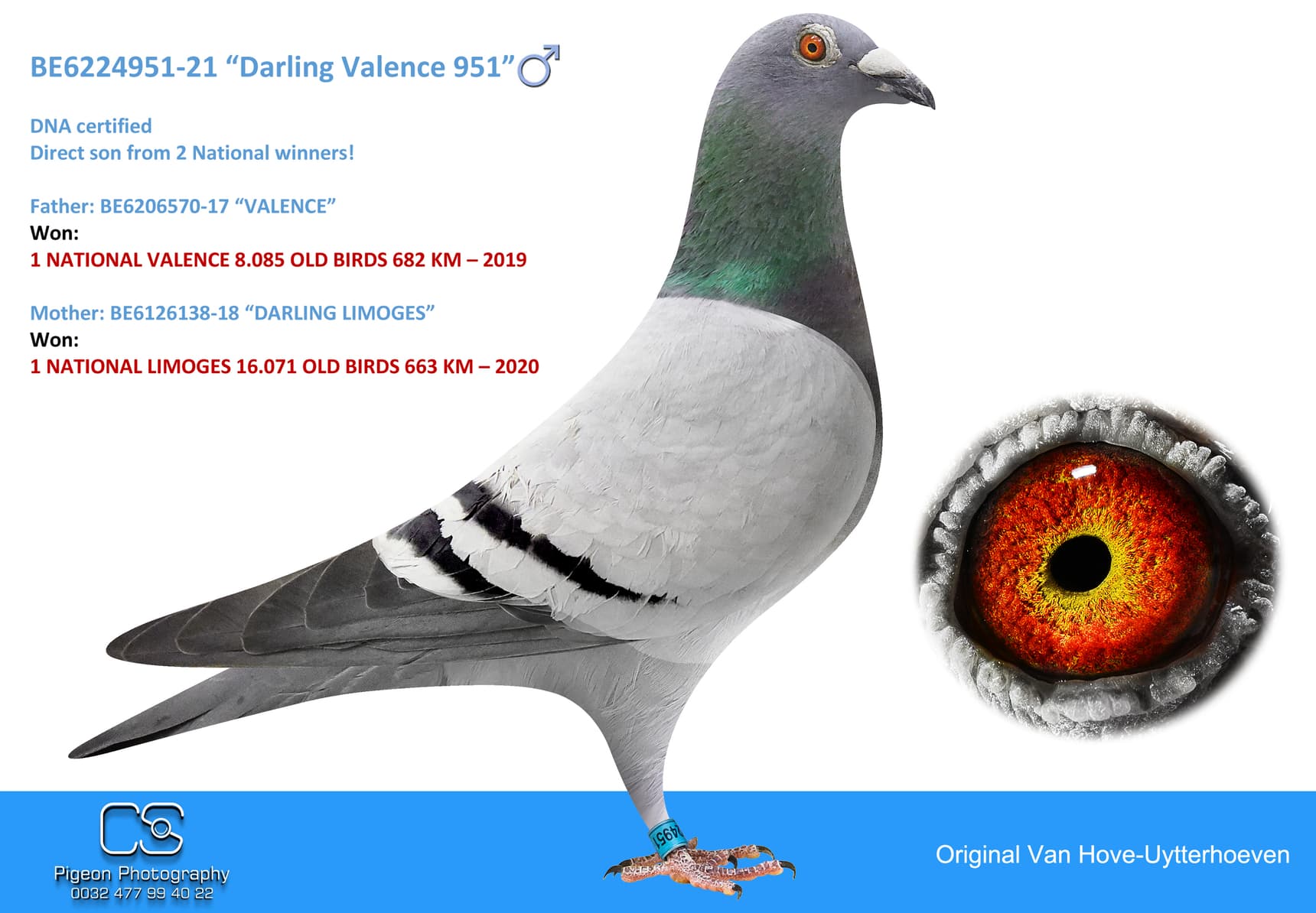 pigeon: undefined