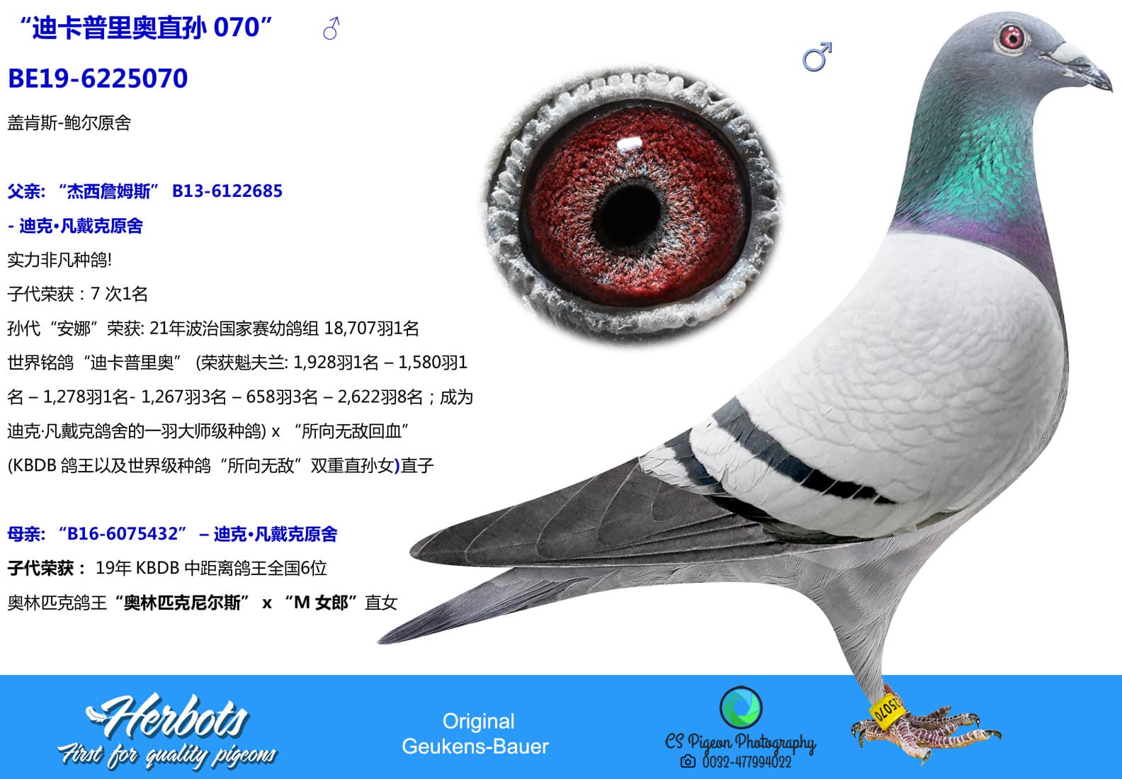 pigeon: undefined