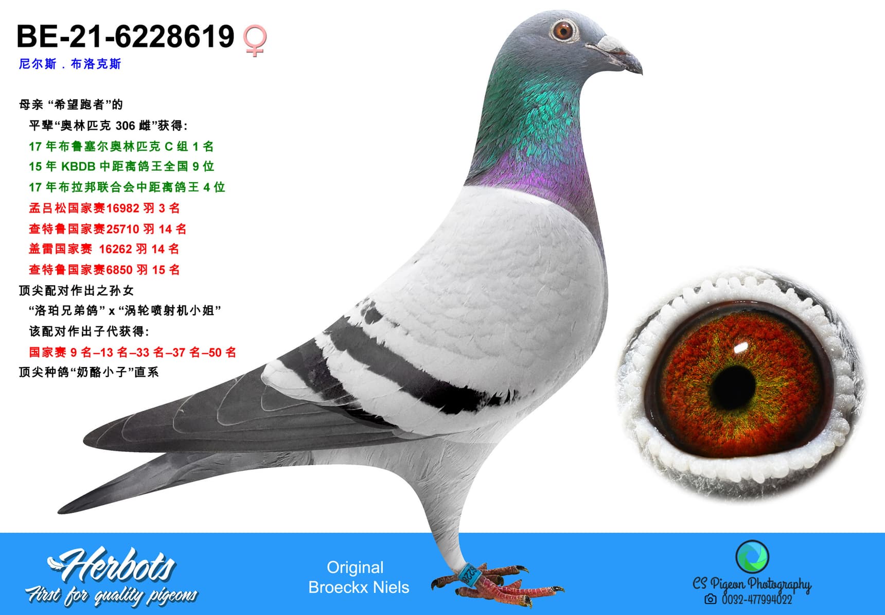 pigeon: undefined