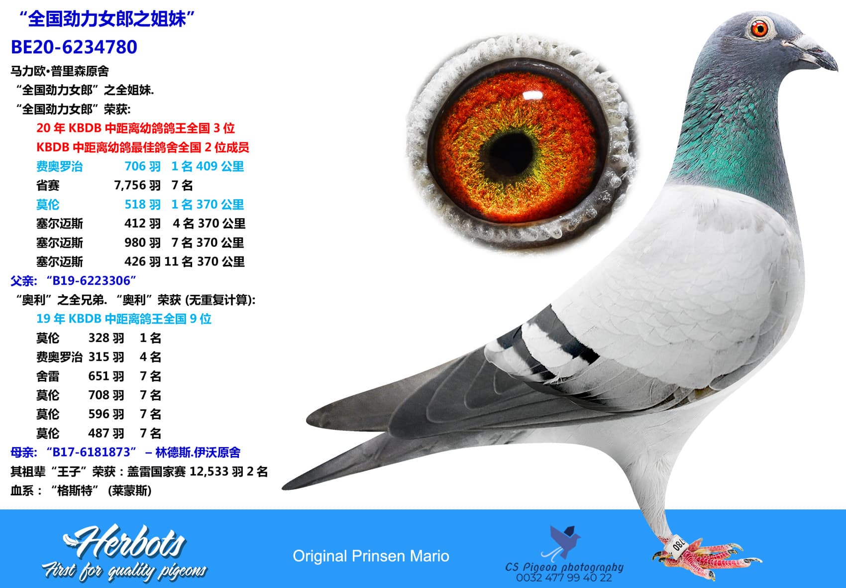 pigeon: undefined