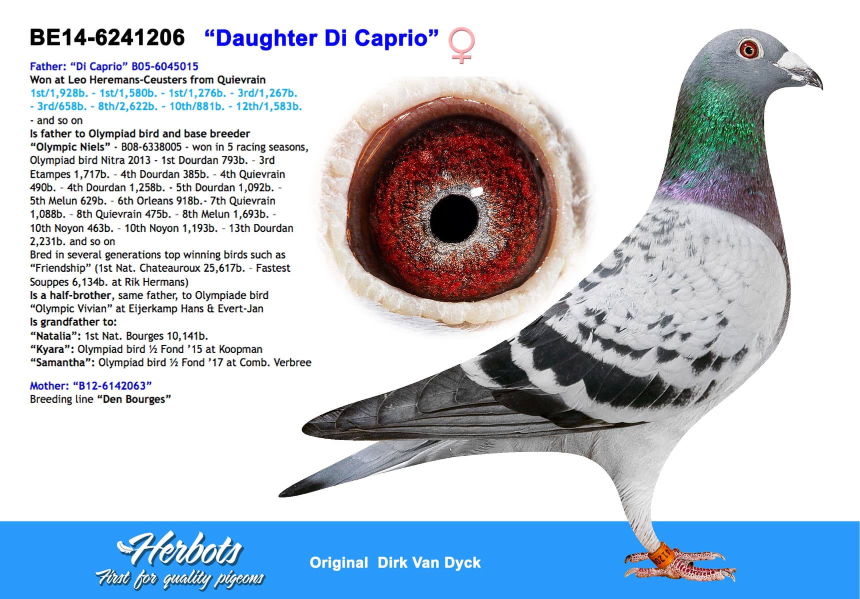 pigeon: undefined