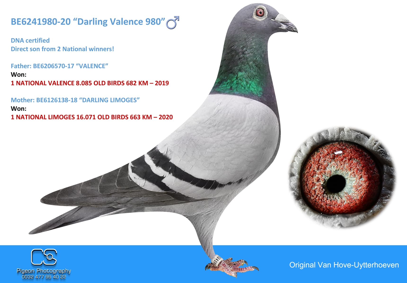 pigeon: undefined