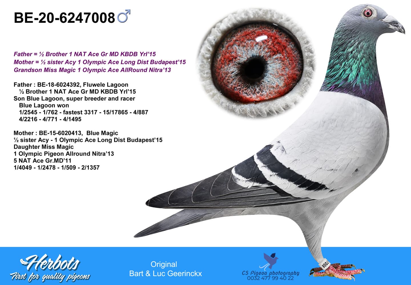 pigeon: undefined