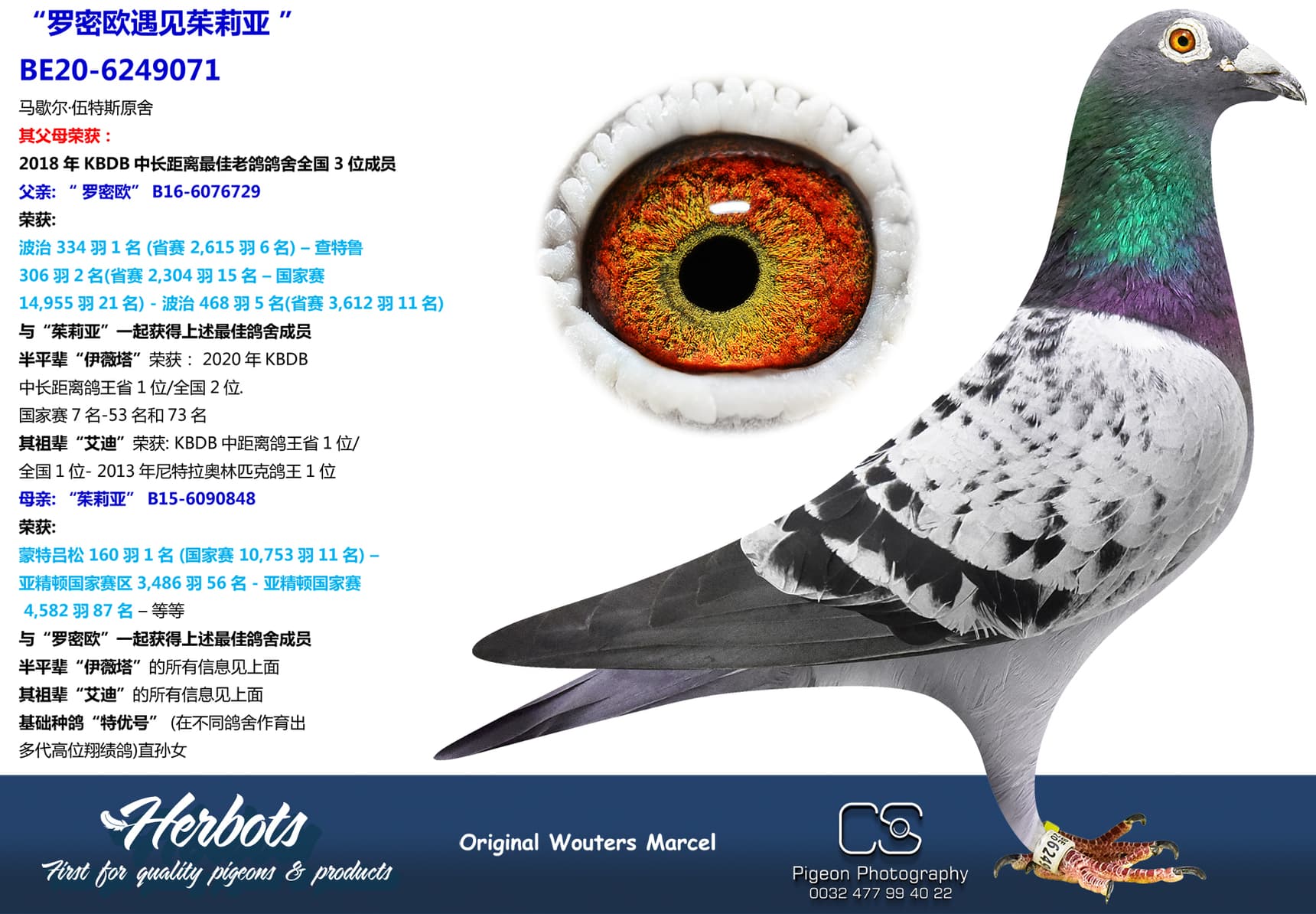 pigeon: undefined