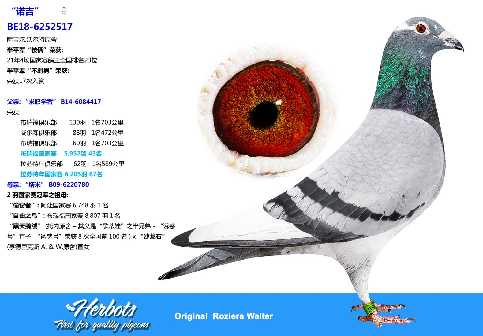 pigeon: undefined