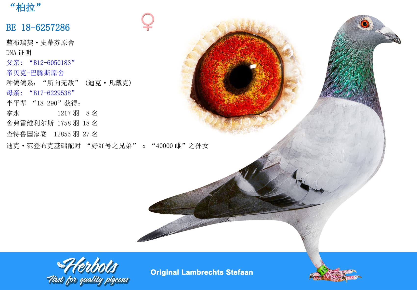 pigeon: undefined