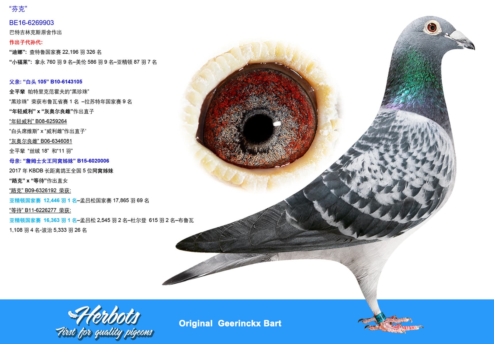 pigeon: undefined
