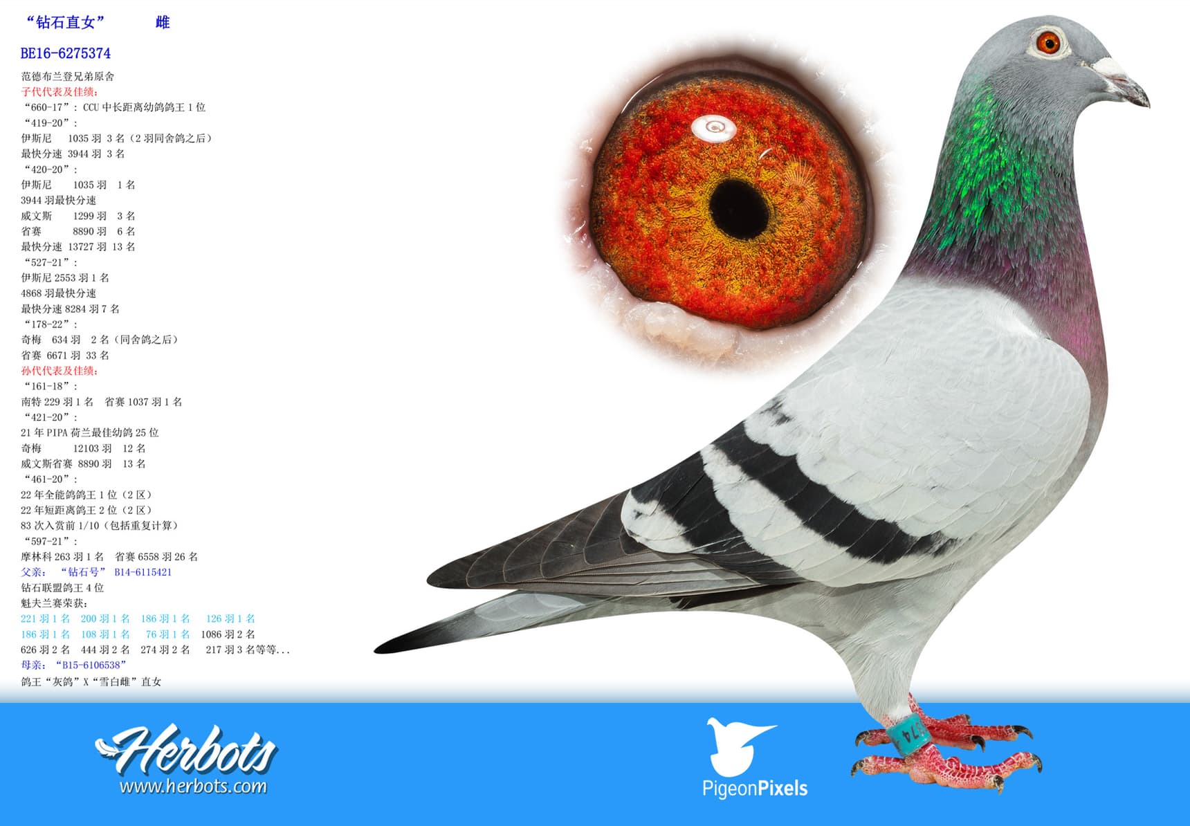 pigeon: undefined