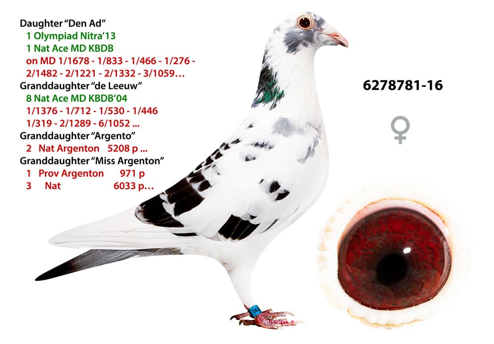 pigeon: undefined