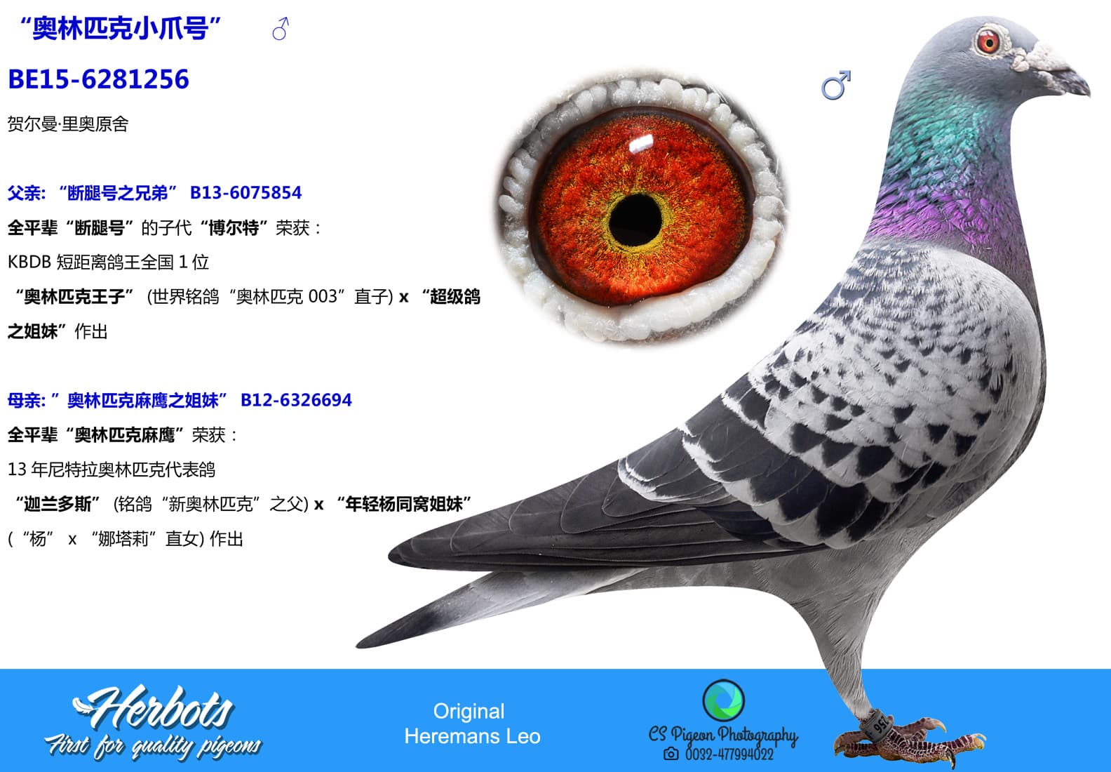 pigeon: undefined