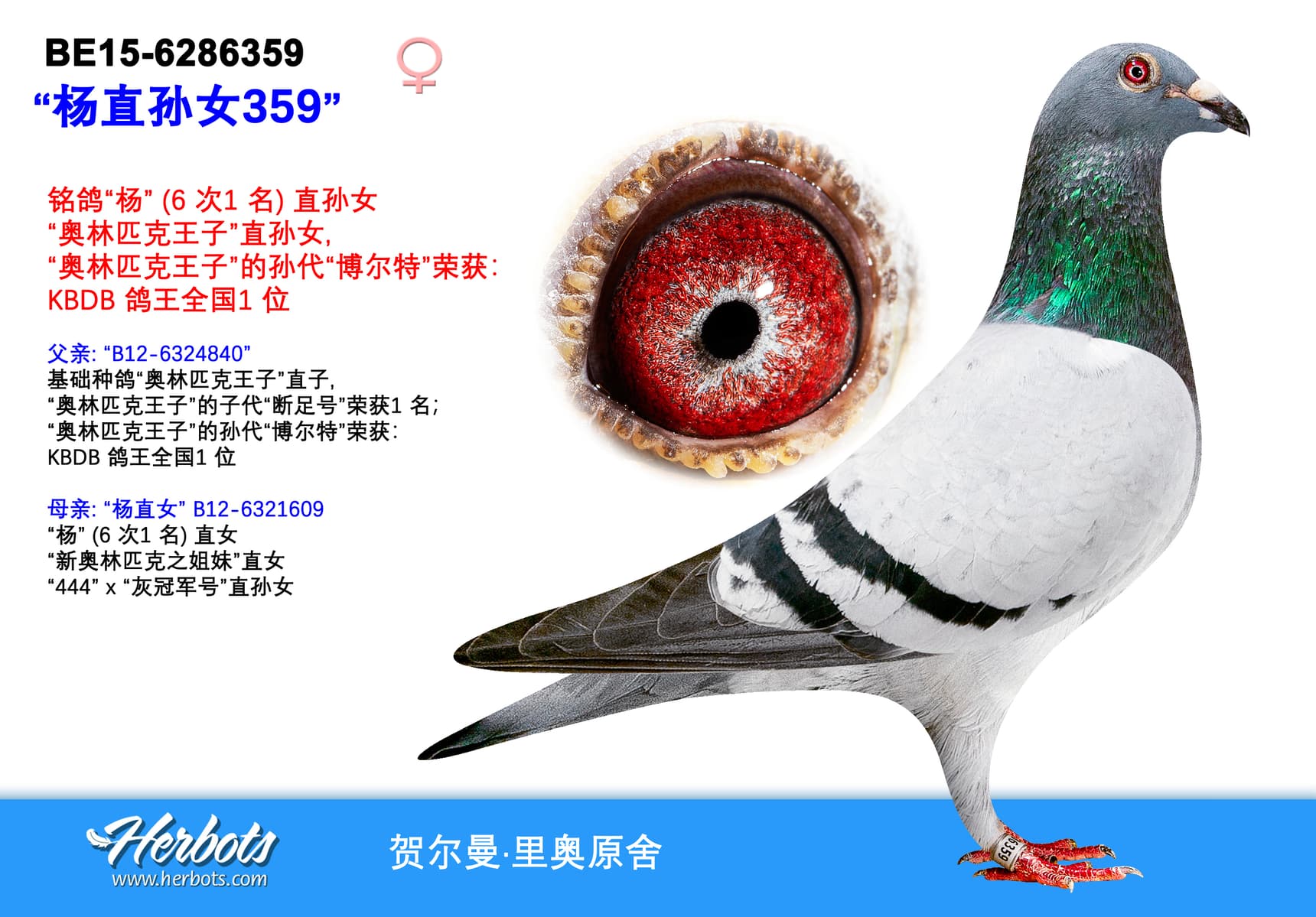 pigeon: undefined