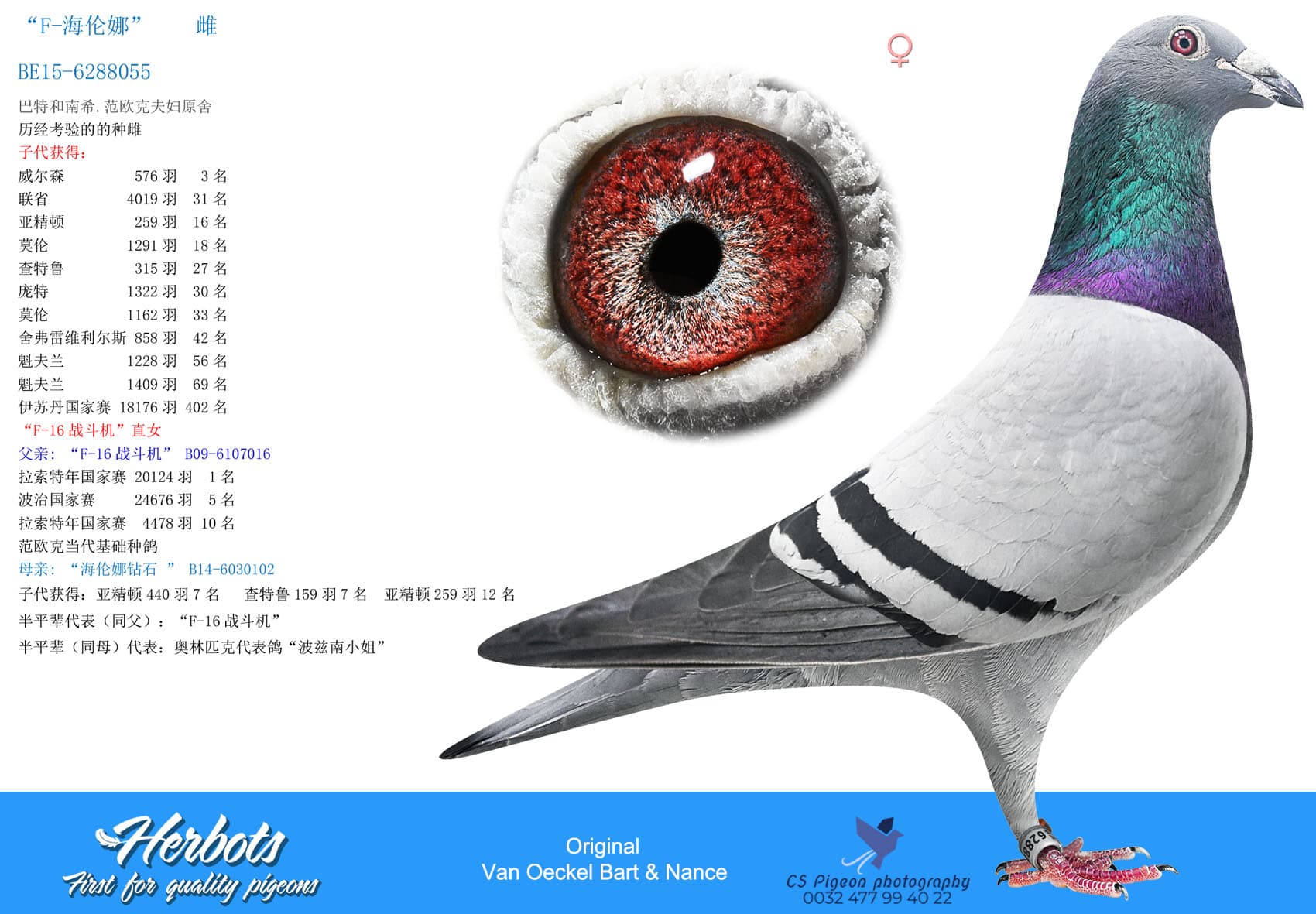pigeon: undefined