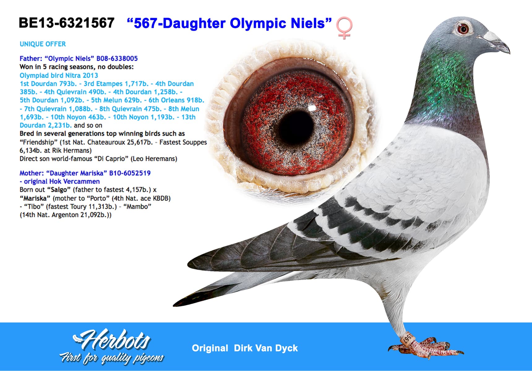 pigeon: undefined