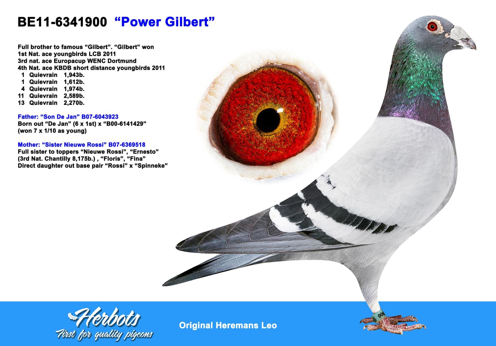 pigeon: undefined