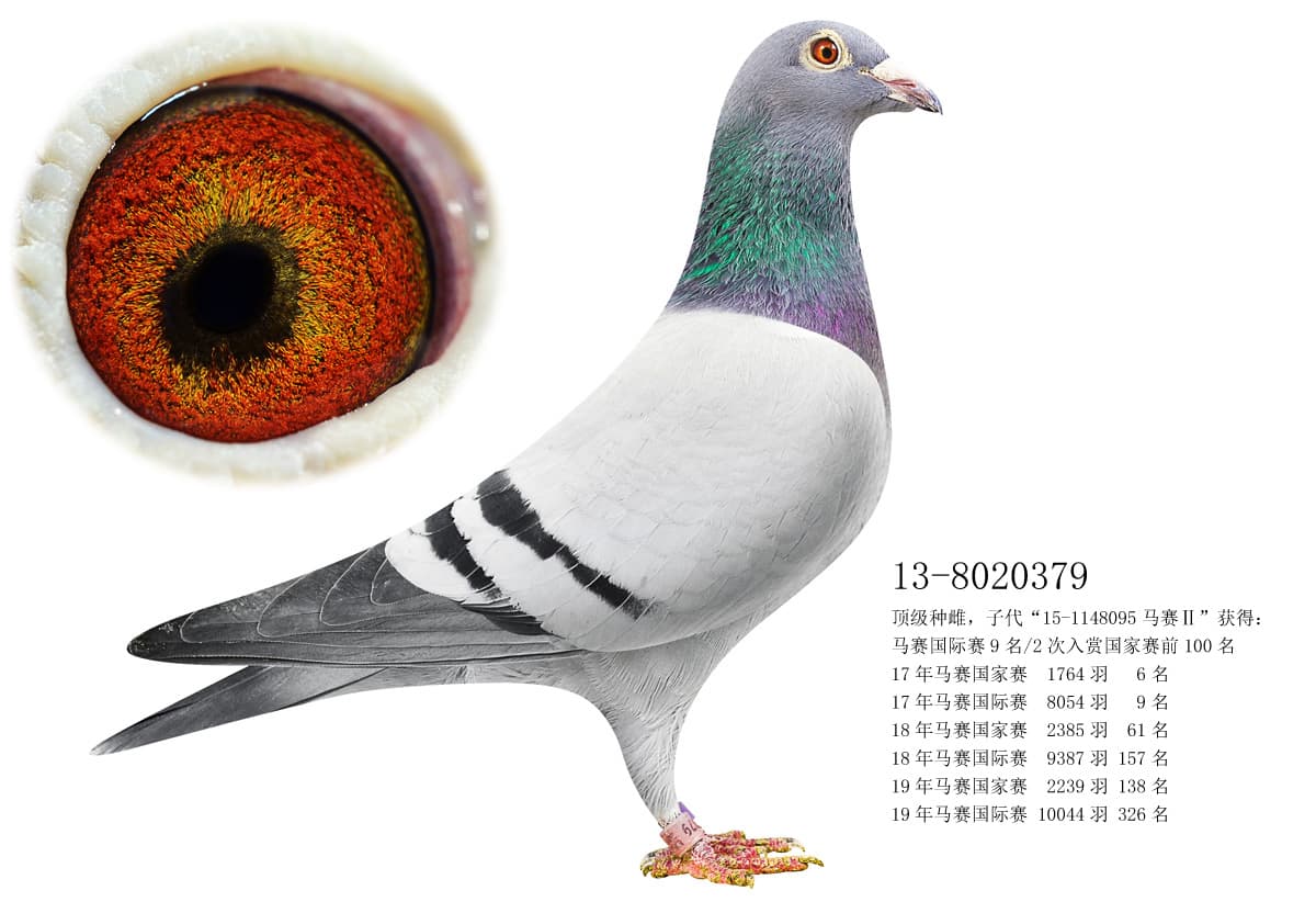 pigeon: undefined