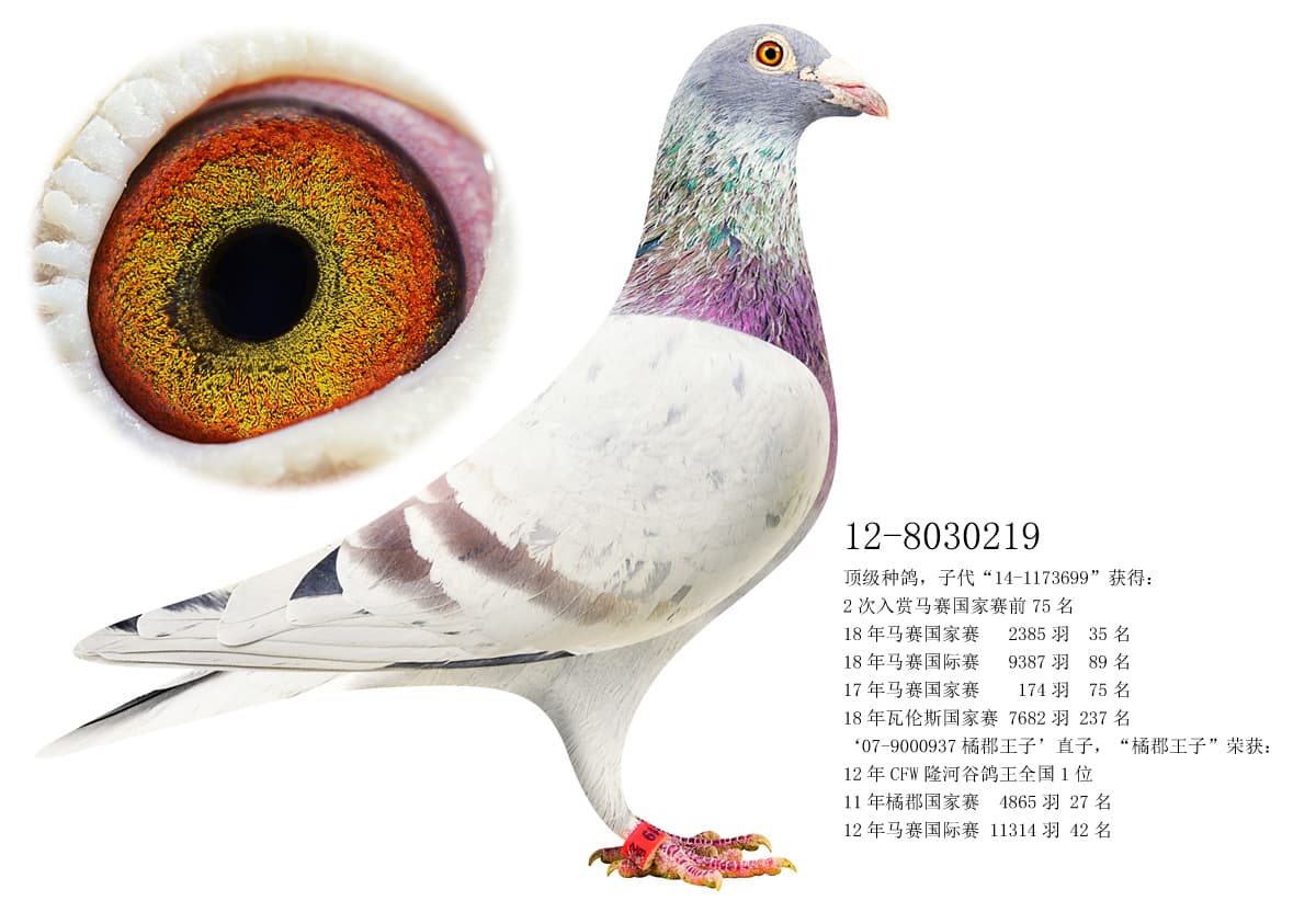 pigeon: undefined
