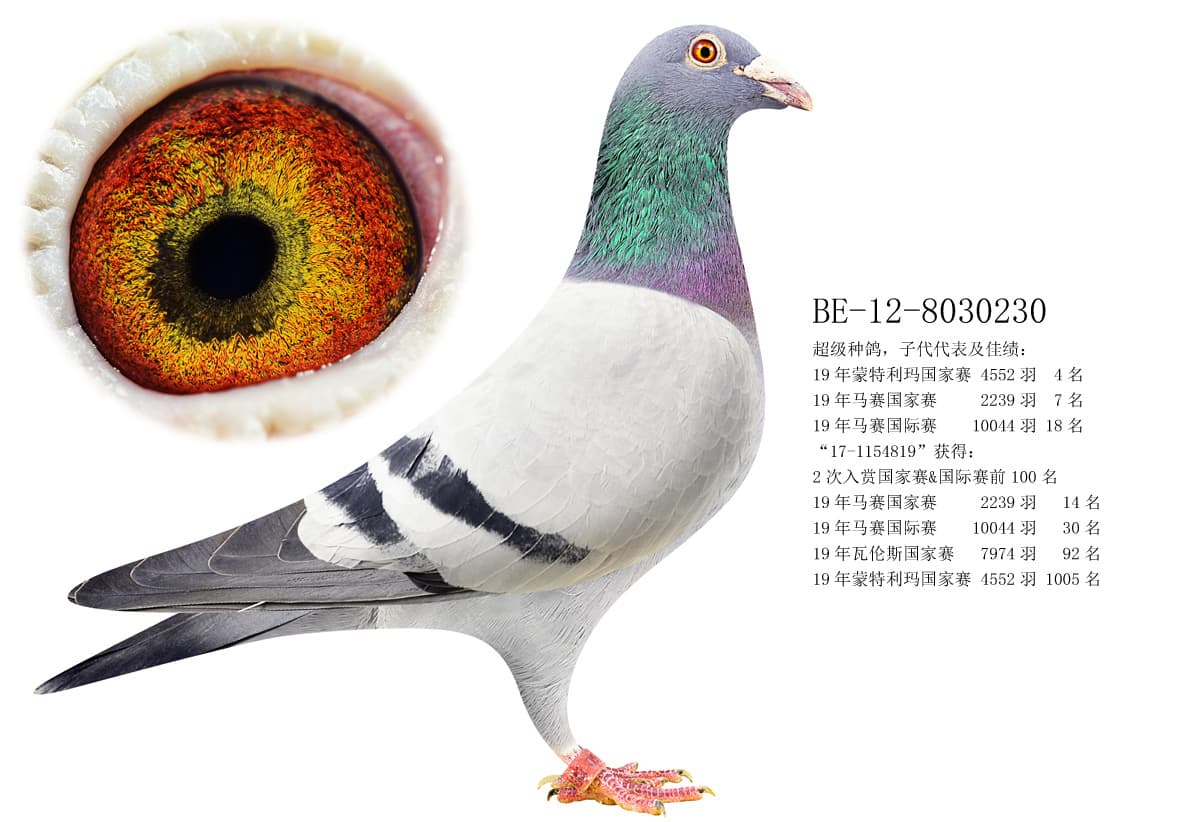 pigeon: undefined