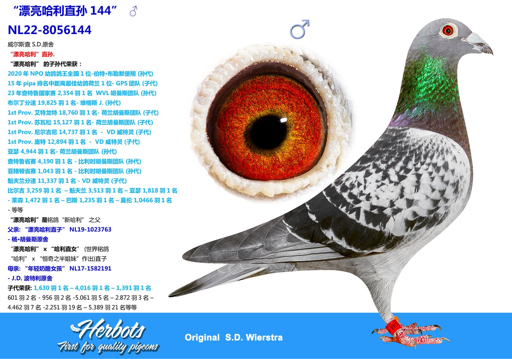 pigeon: “漂亮哈利直孙144”