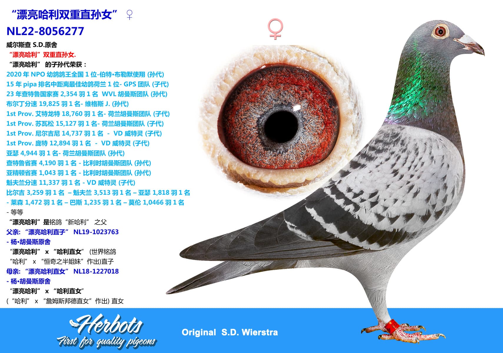 pigeon: “漂亮哈利双重直孙女”