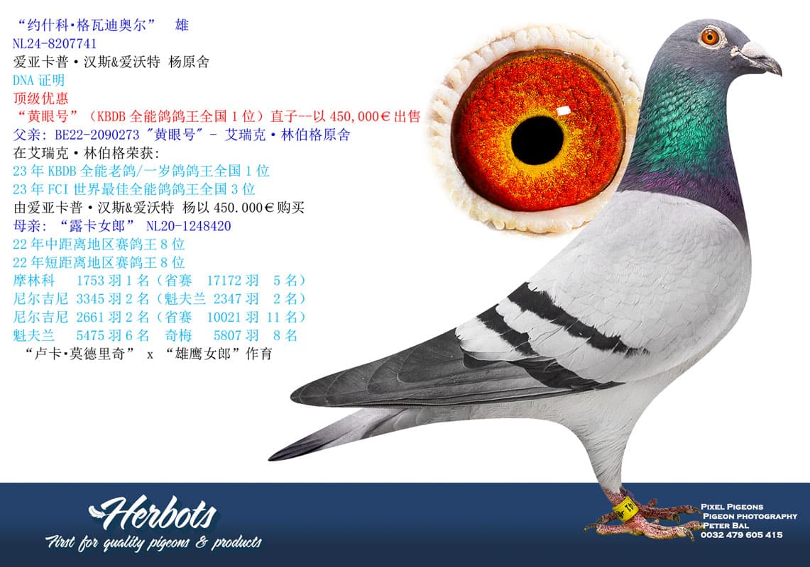 pigeon: undefined