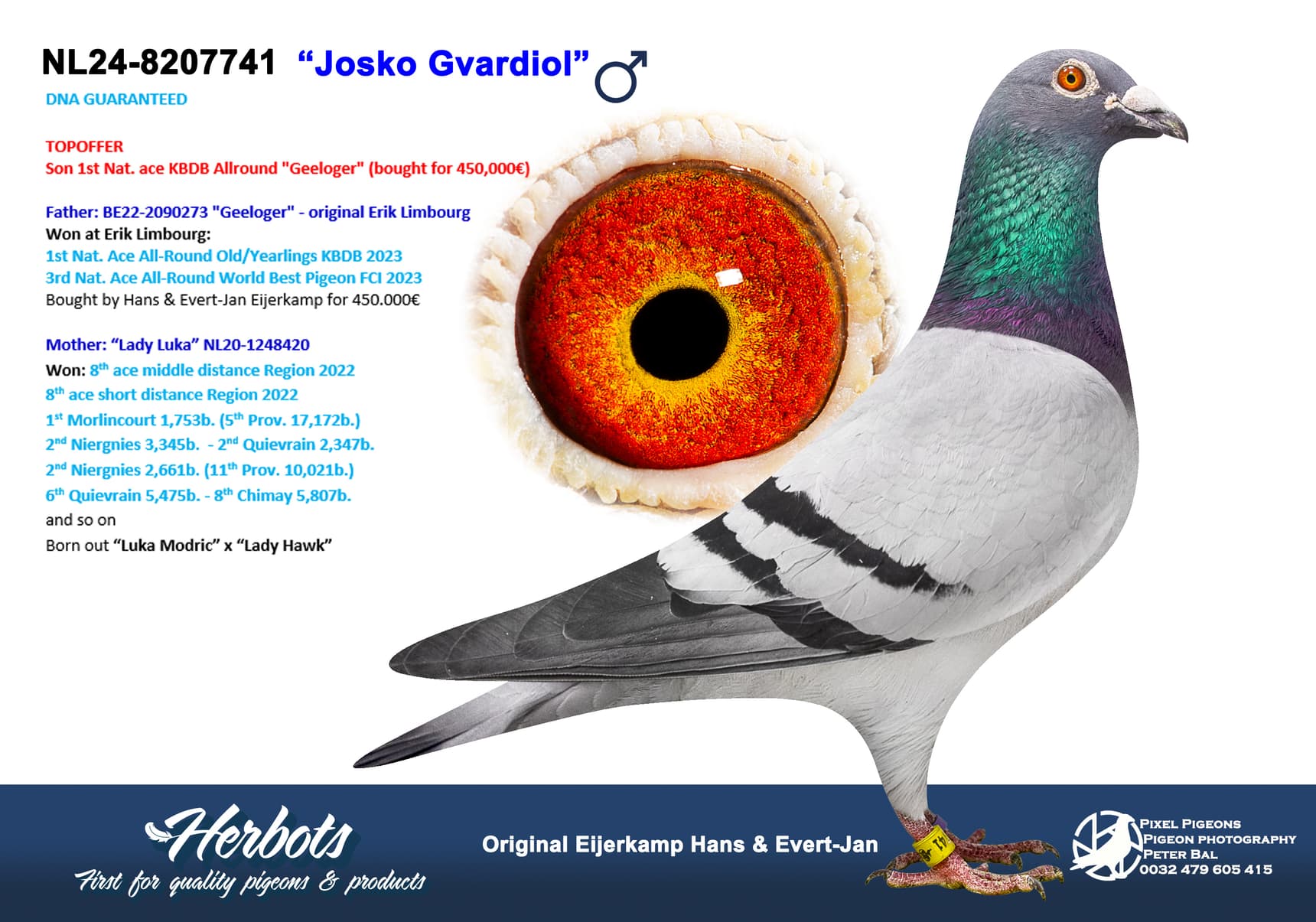 pigeon: undefined