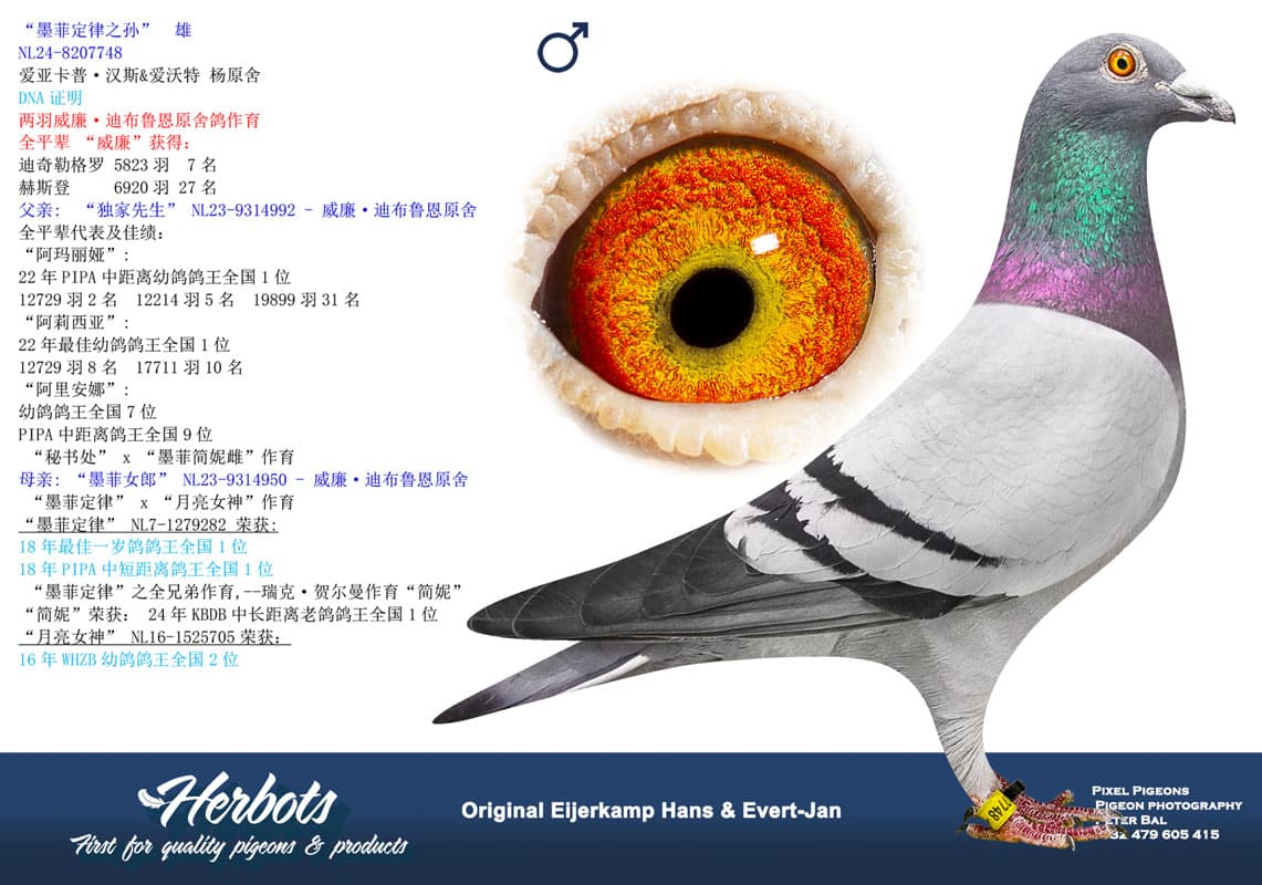 pigeon: undefined