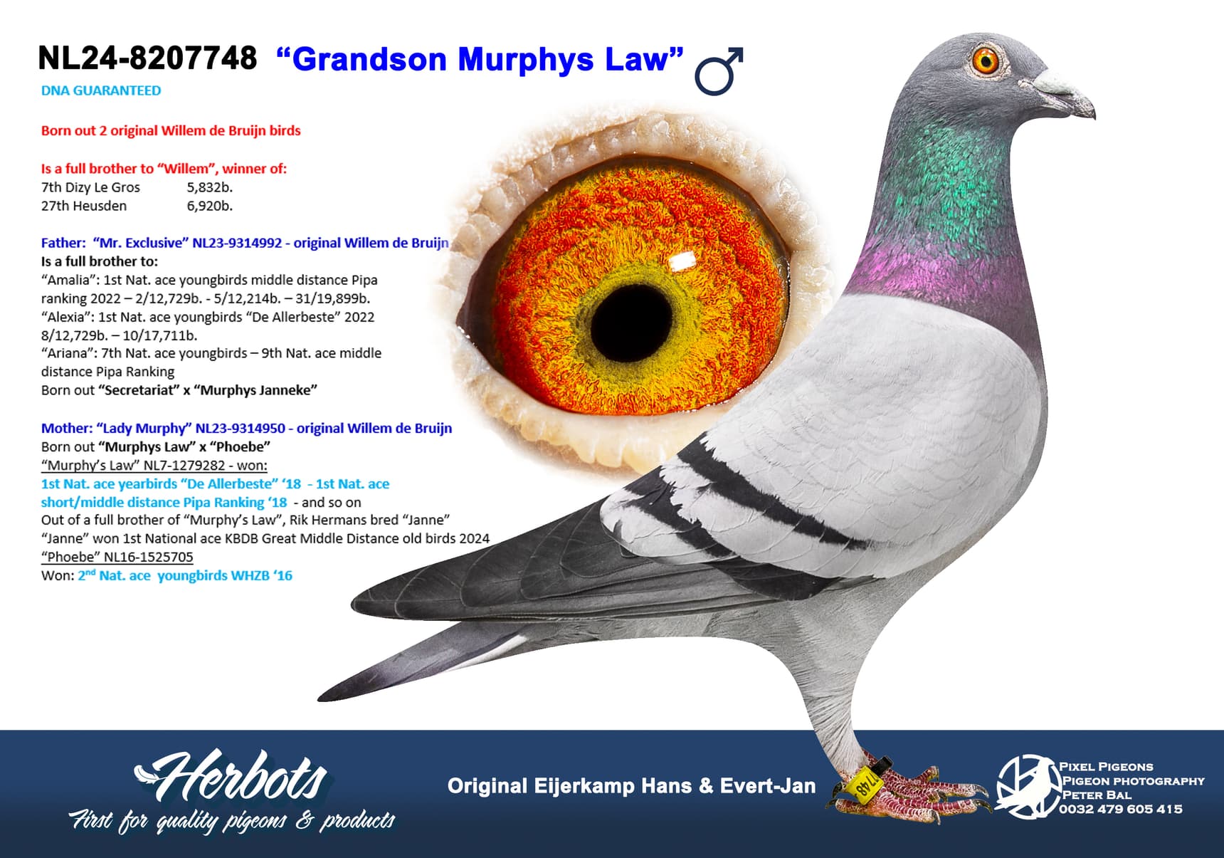 pigeon: undefined