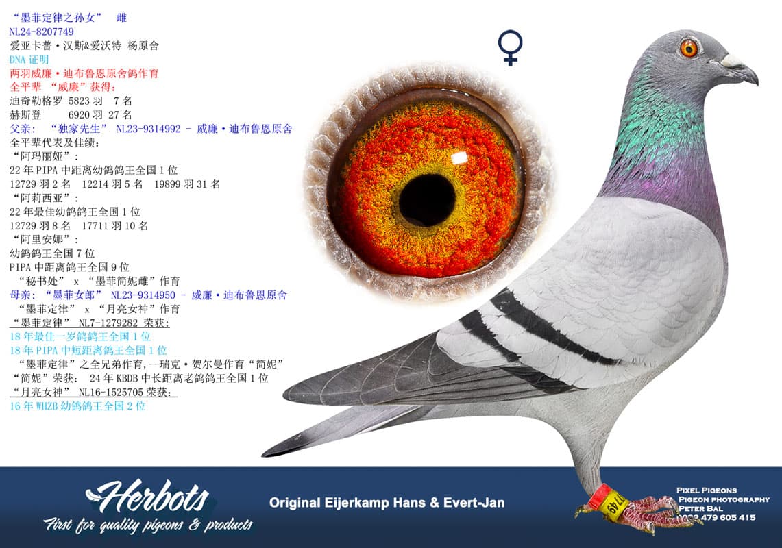 pigeon: undefined