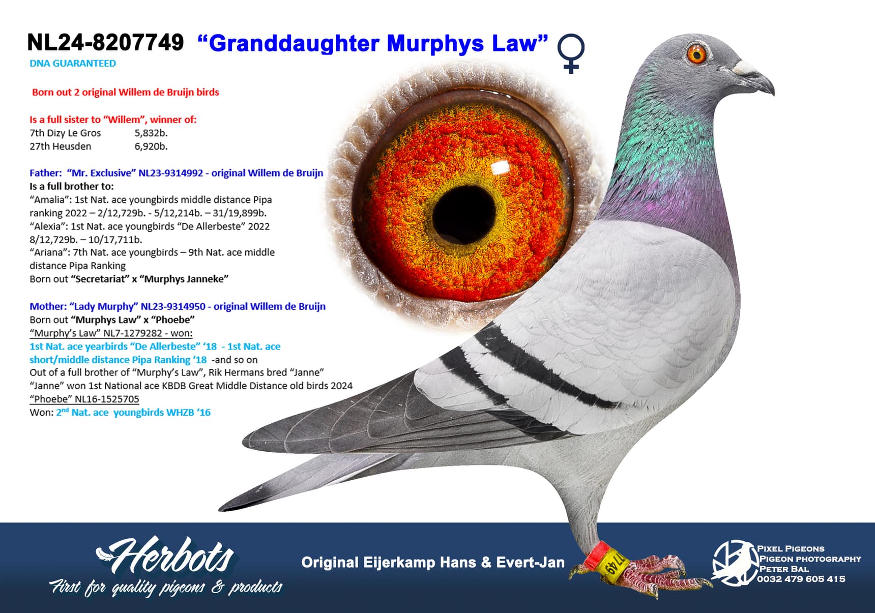 pigeon: undefined