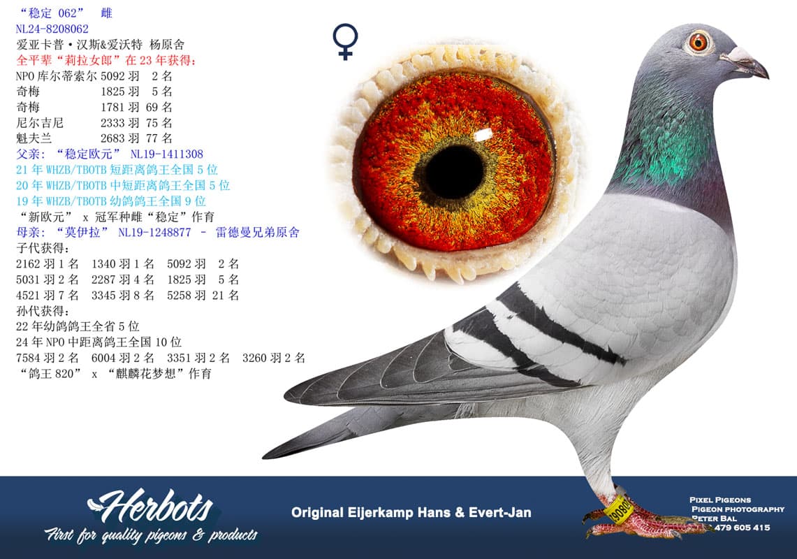 pigeon: undefined