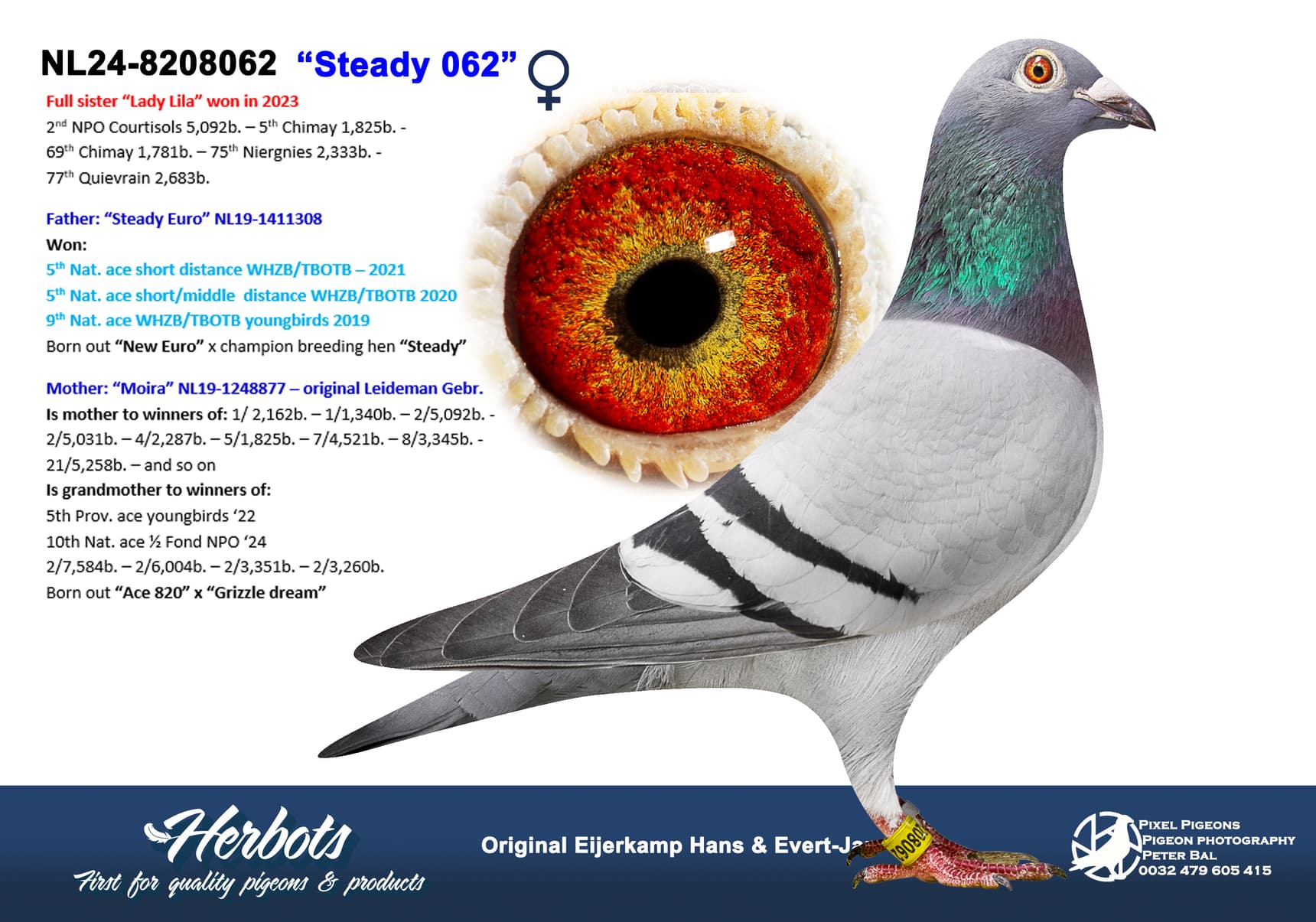 pigeon: undefined