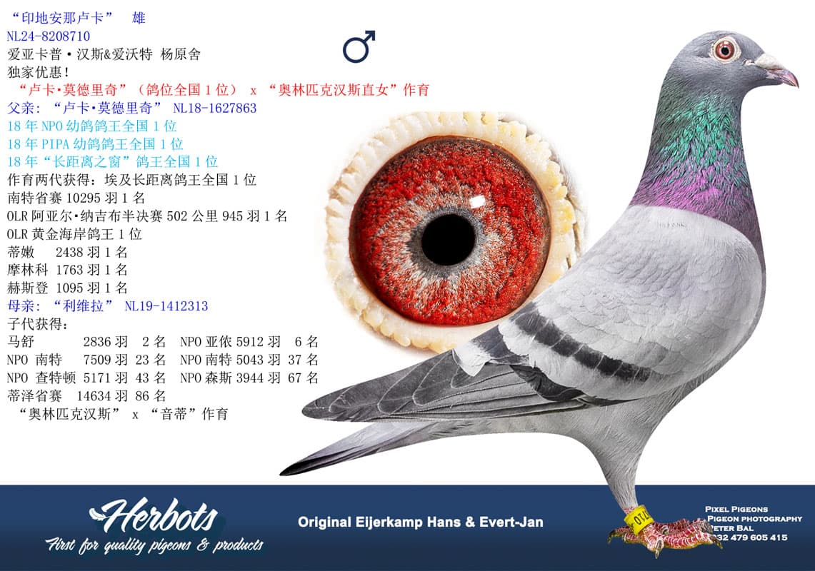 pigeon: undefined