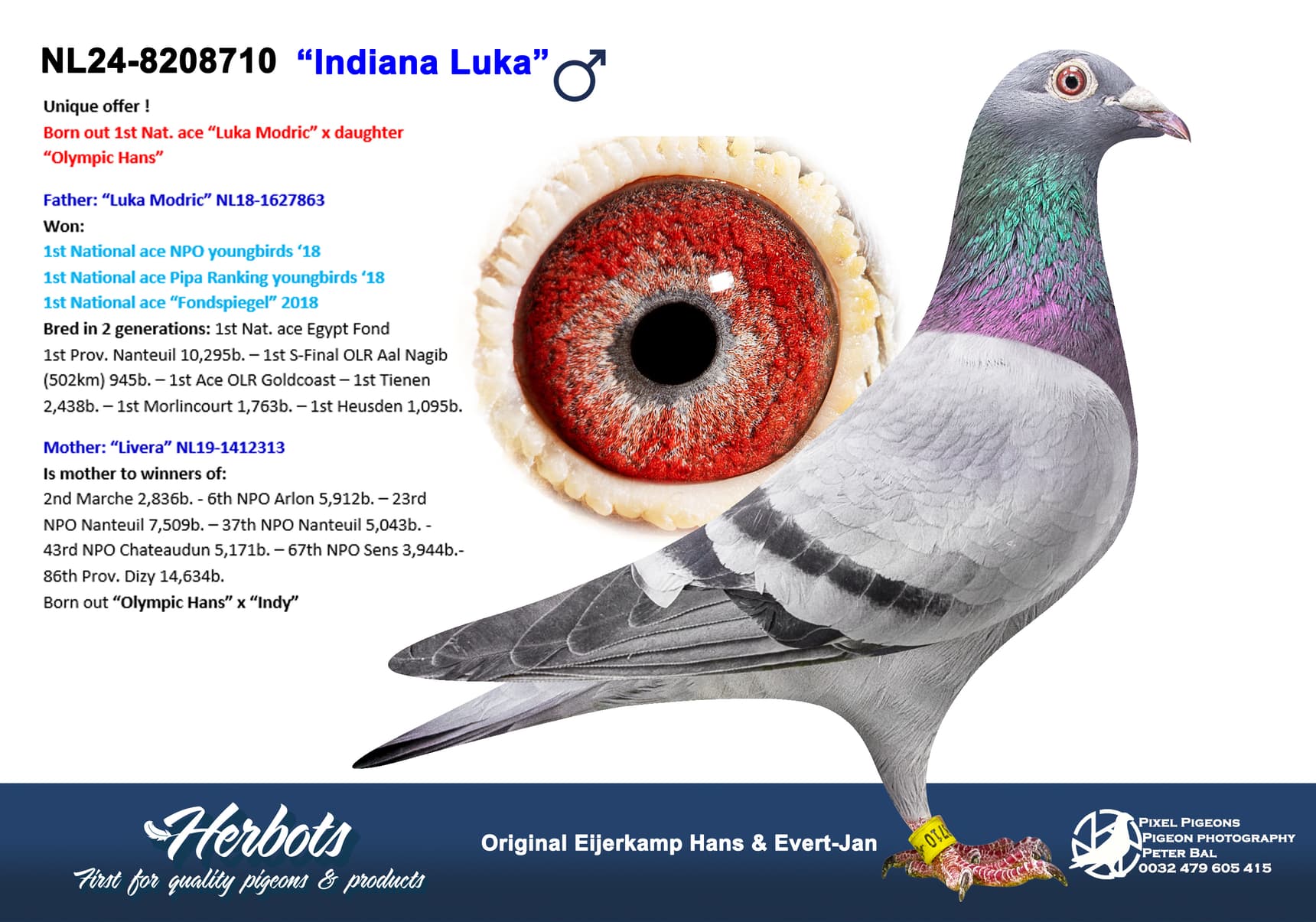 pigeon: undefined