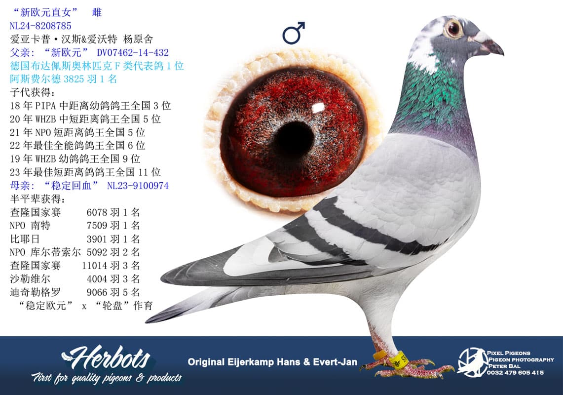 pigeon: undefined