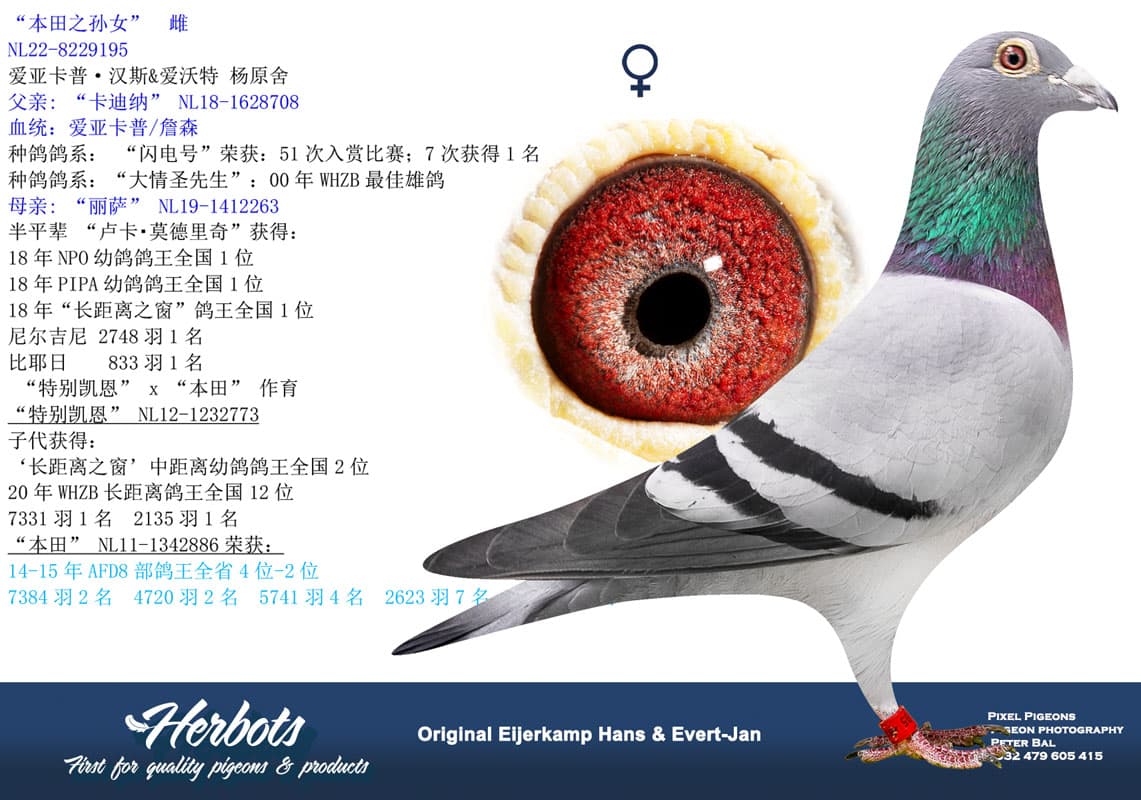 pigeon: undefined