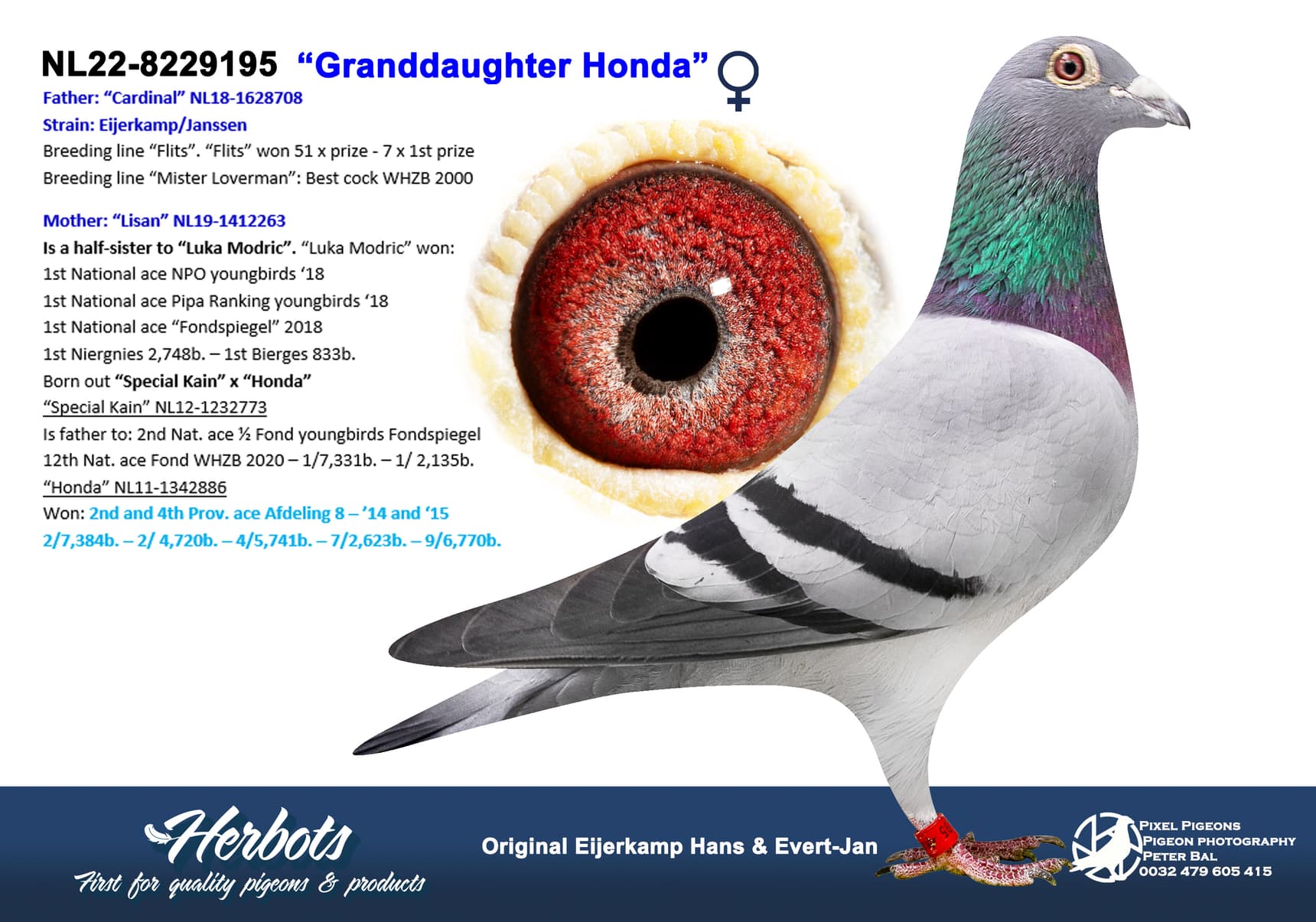pigeon: undefined