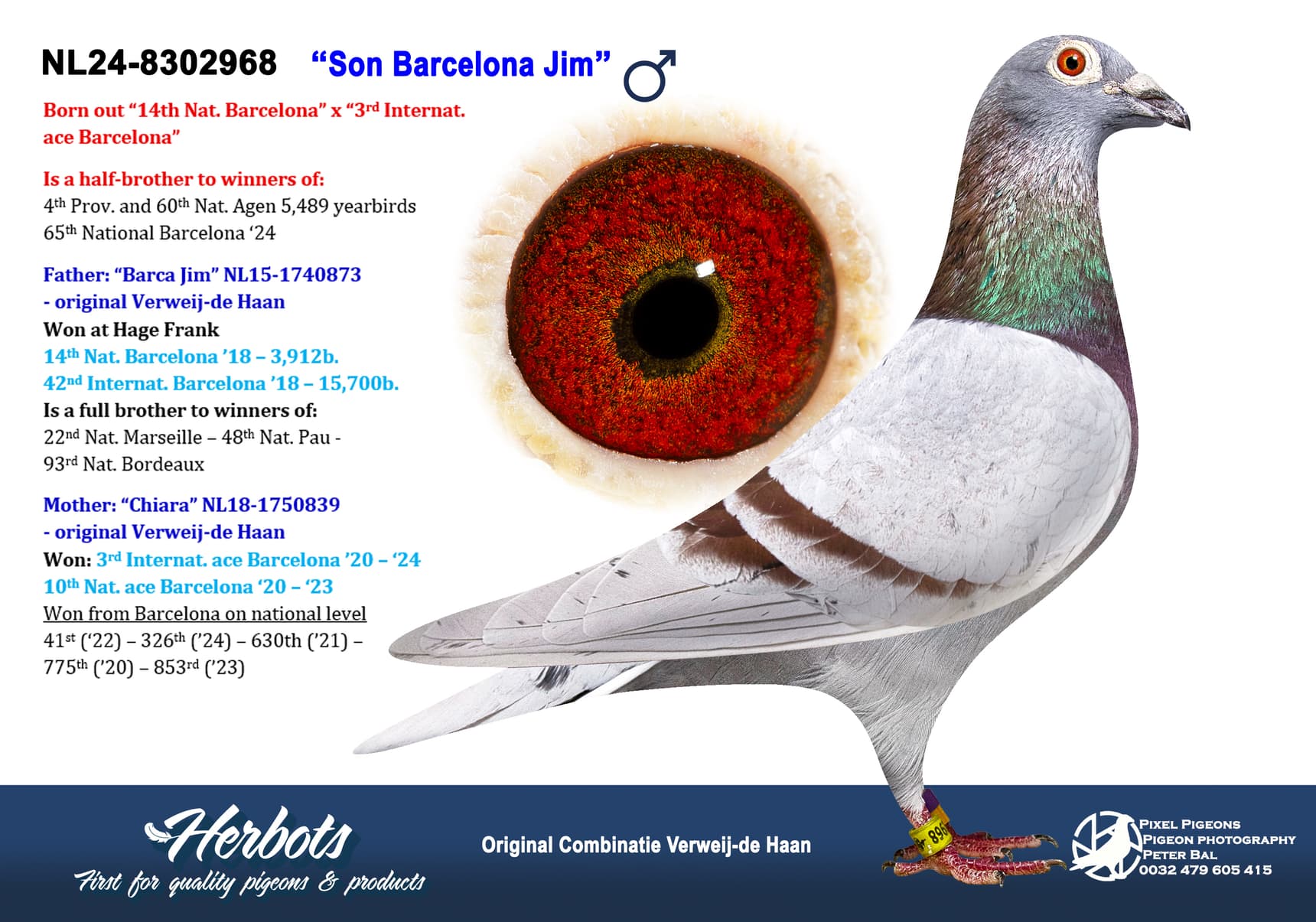 pigeon: undefined