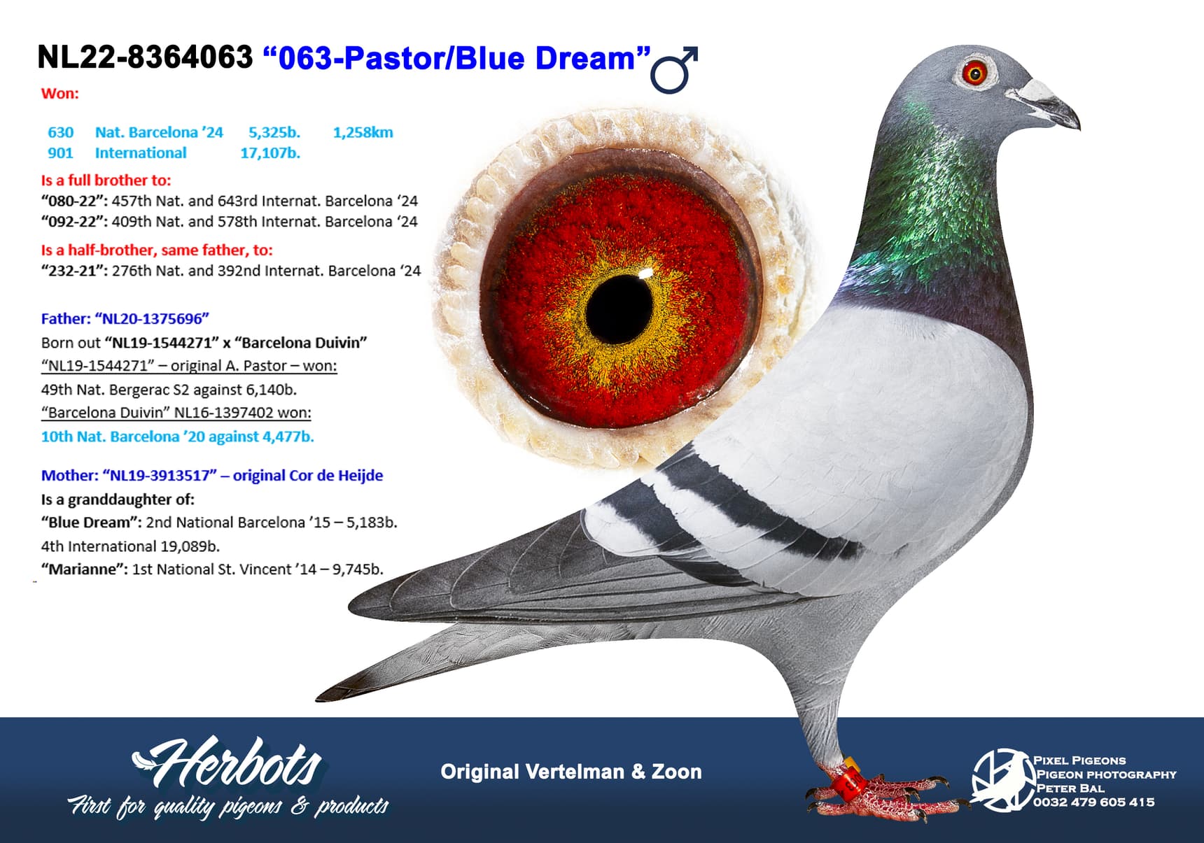 pigeon: undefined