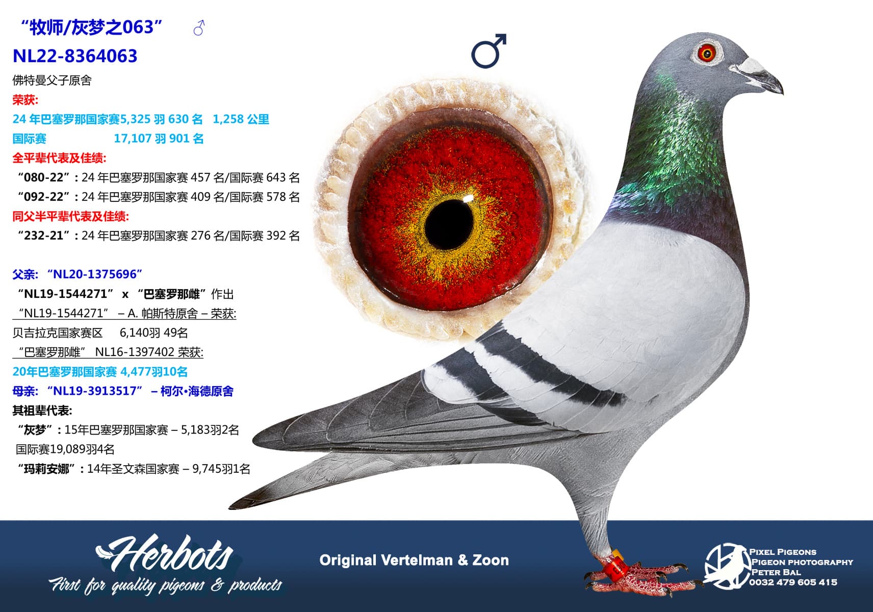 pigeon: “牧师/灰梦之063”